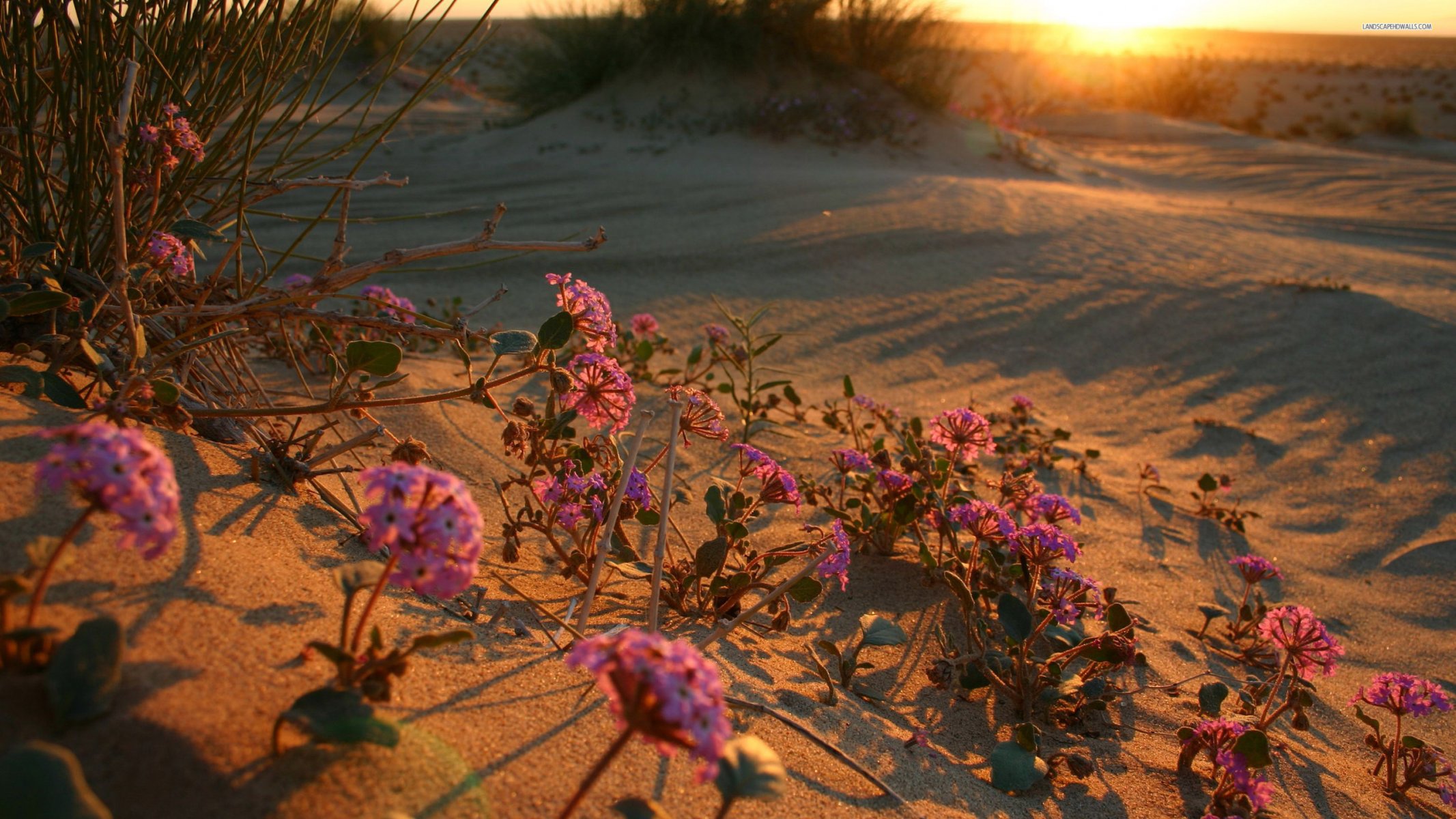 unrise sunset desert flower desert flower dawn