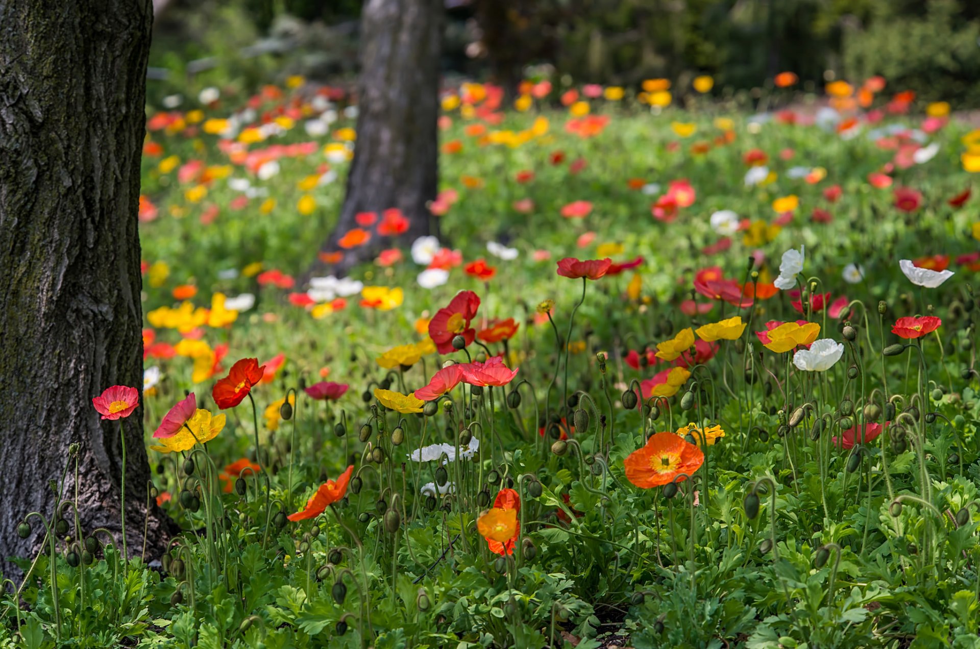 coquelicots rouge jaune blanc fleurs herbe verdure arbres nature parc