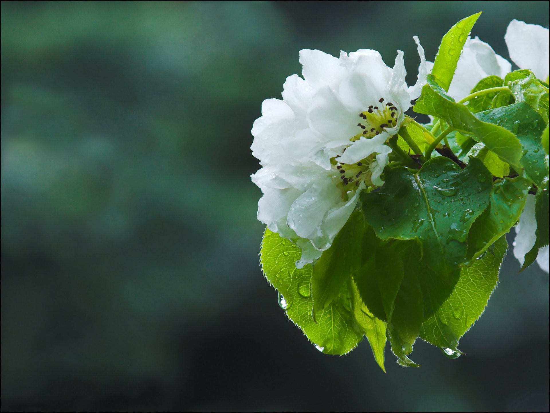 frühling blumen apfelbaum makro