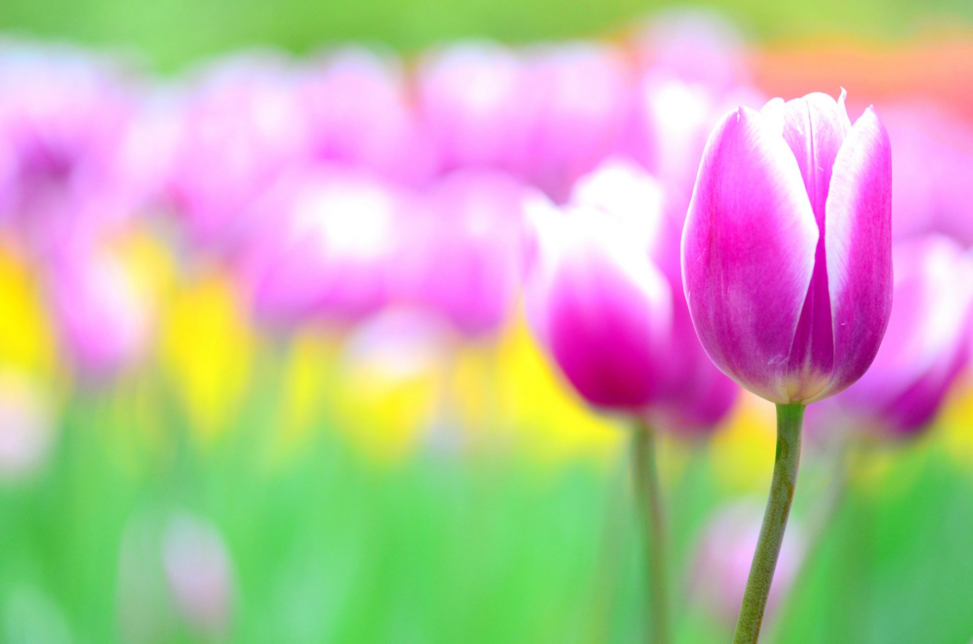 aiuola fiori tulipani tulipano rosa sfocatura