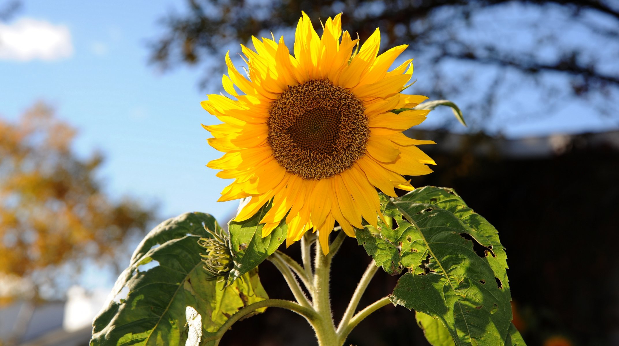 unflower sunflower plant stem leaves basket yellow petals blurring