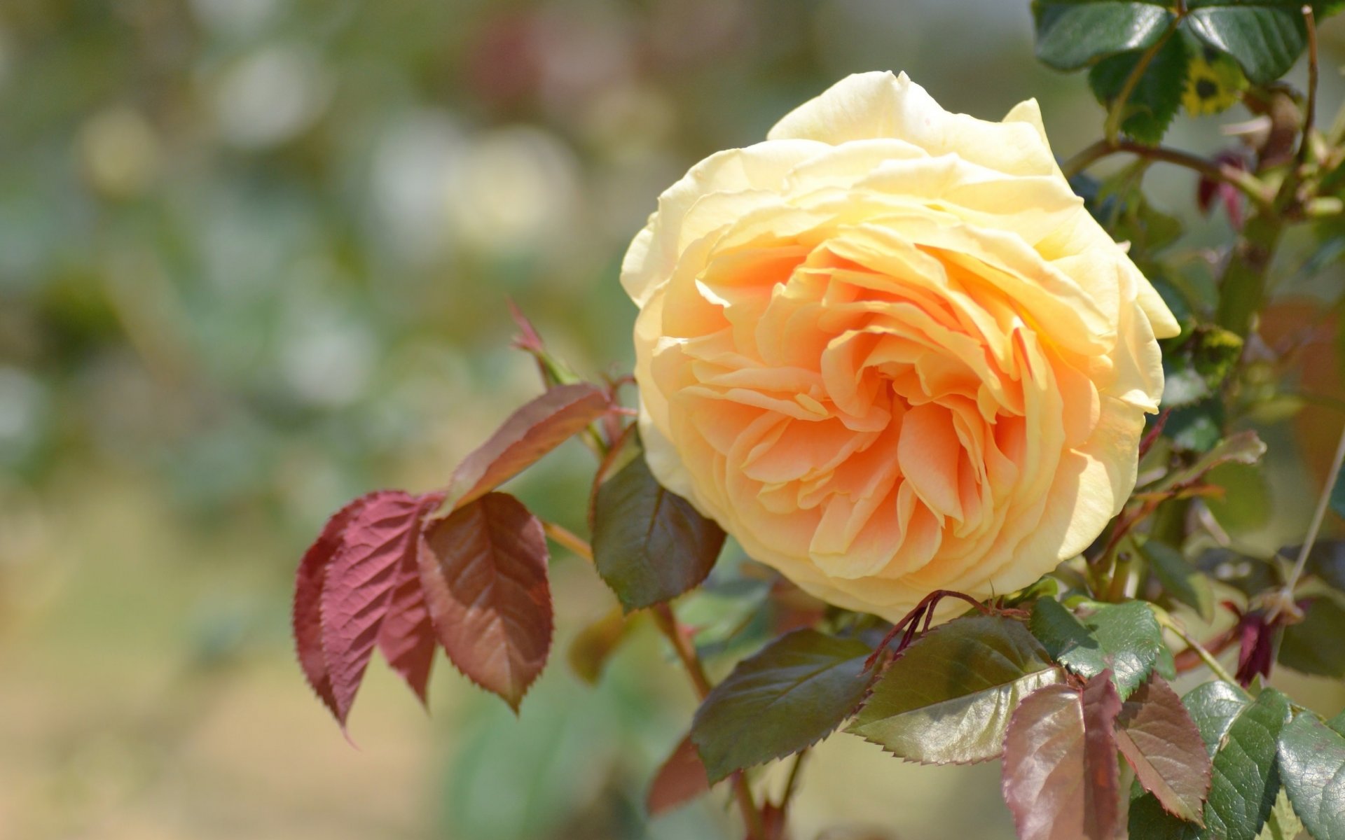 rose jaune rose