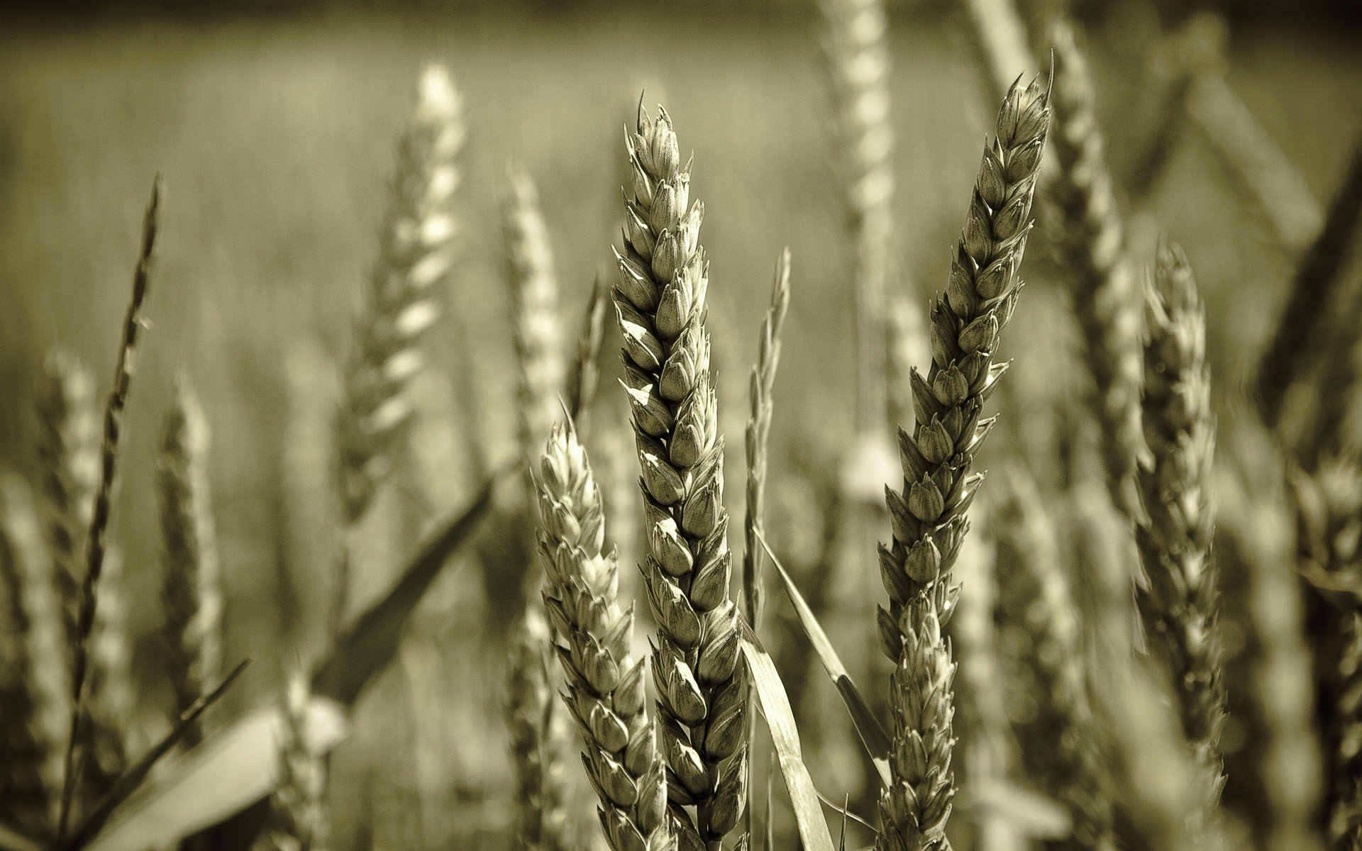 grano grano macro