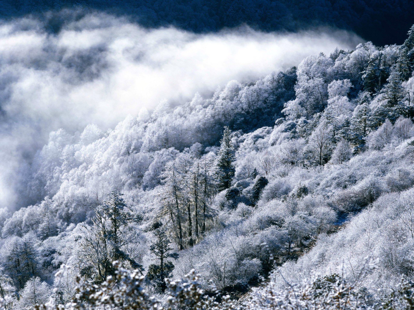 inverno foresta montagna