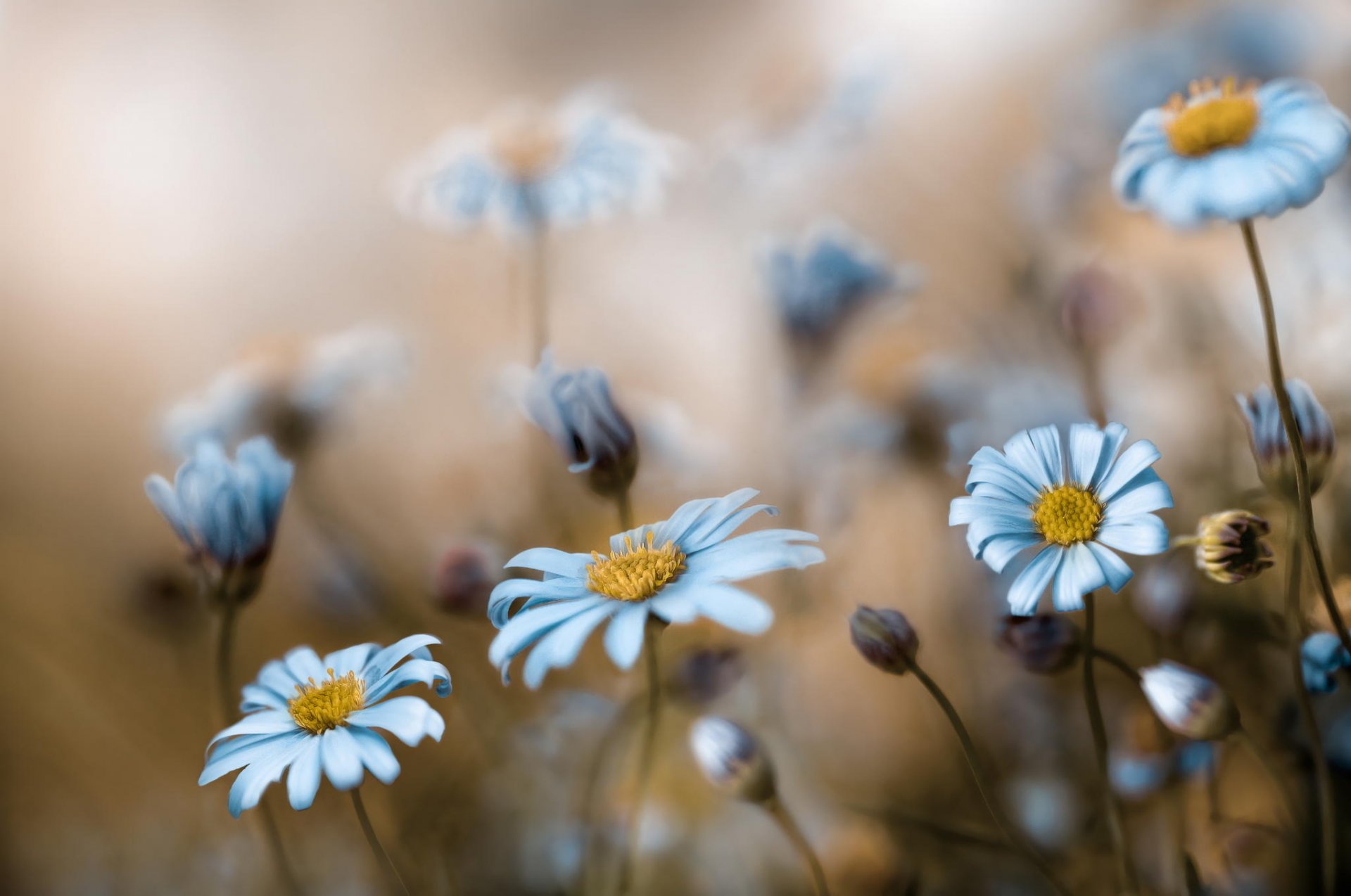 fleurs sauvages nature