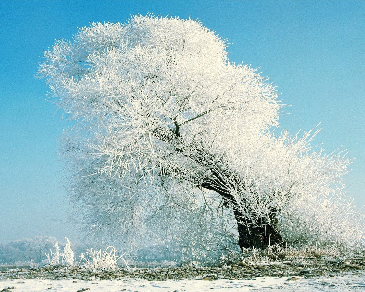 tree snow iny