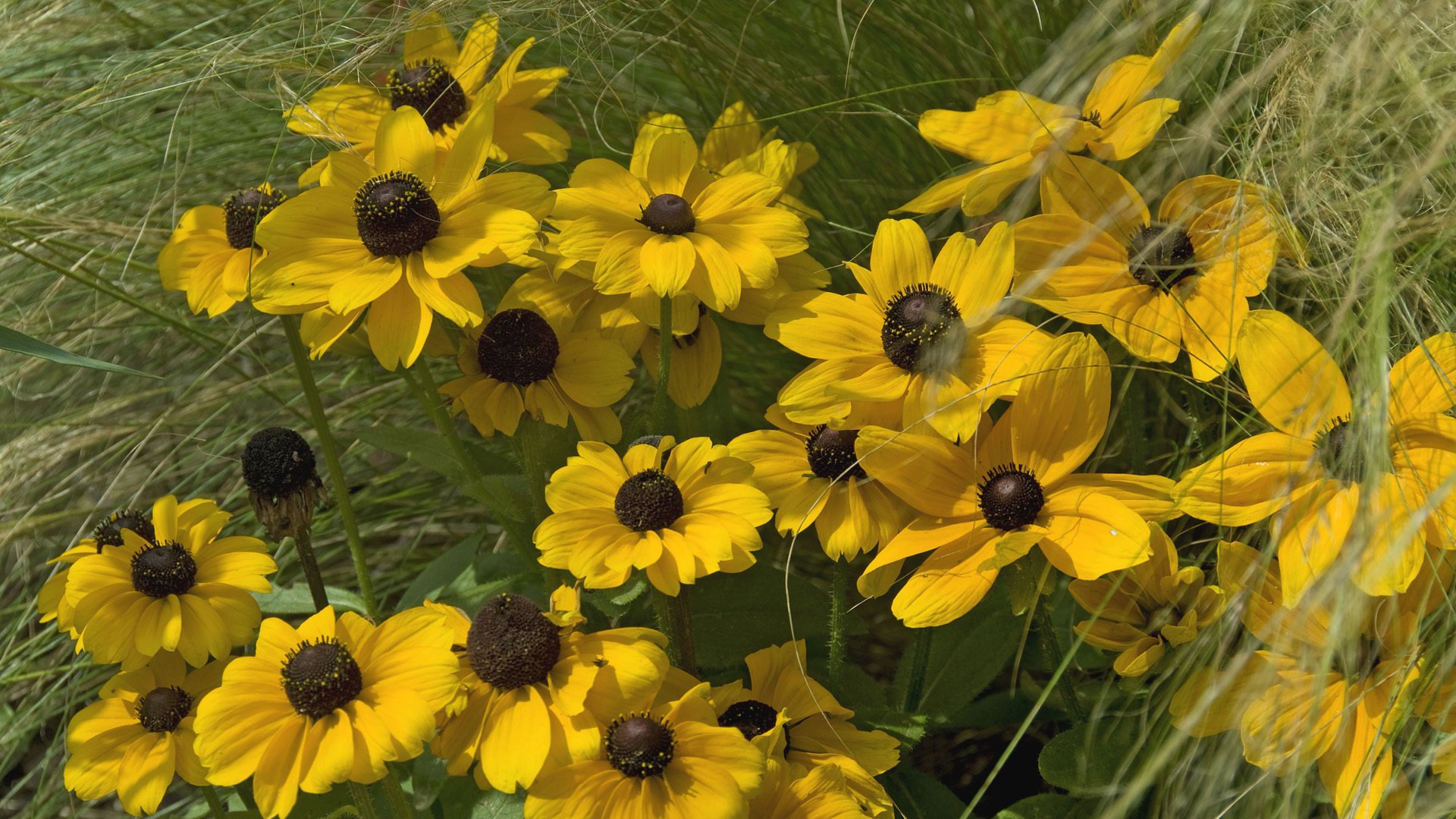 rudbeckia petals gra