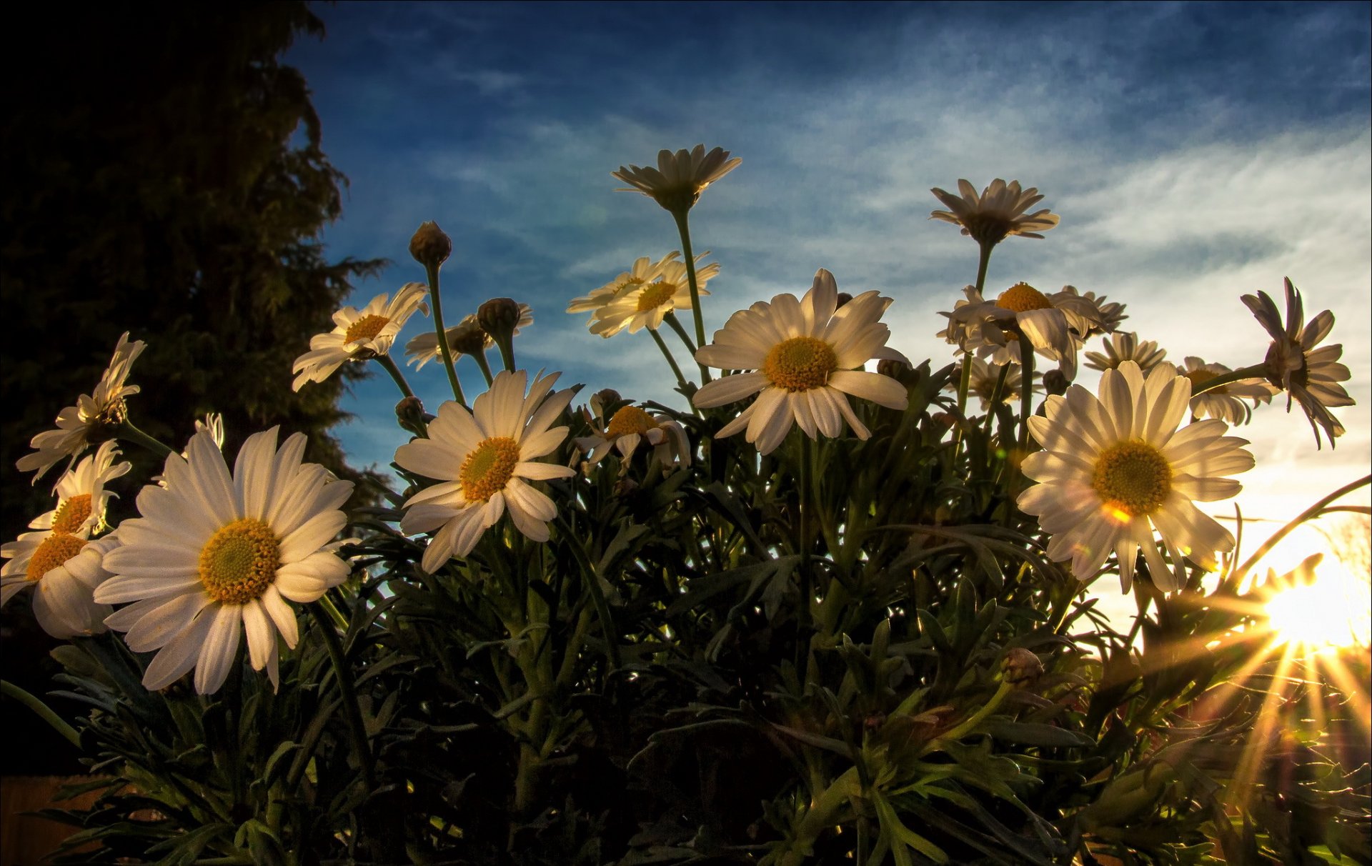 flores blanco margaritas sol rayos