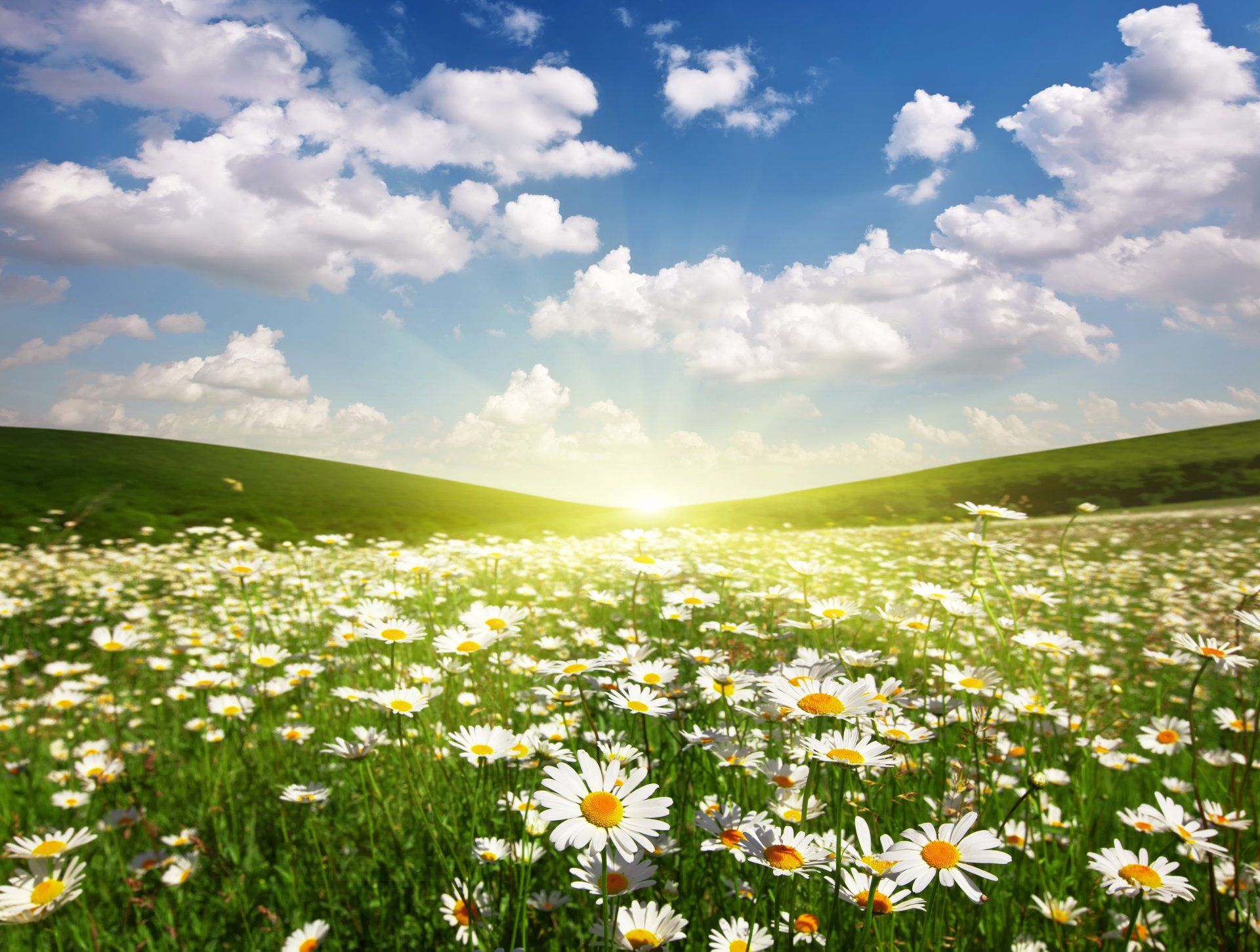 feld gänseblümchen sonne dämmerung wolken landschaft