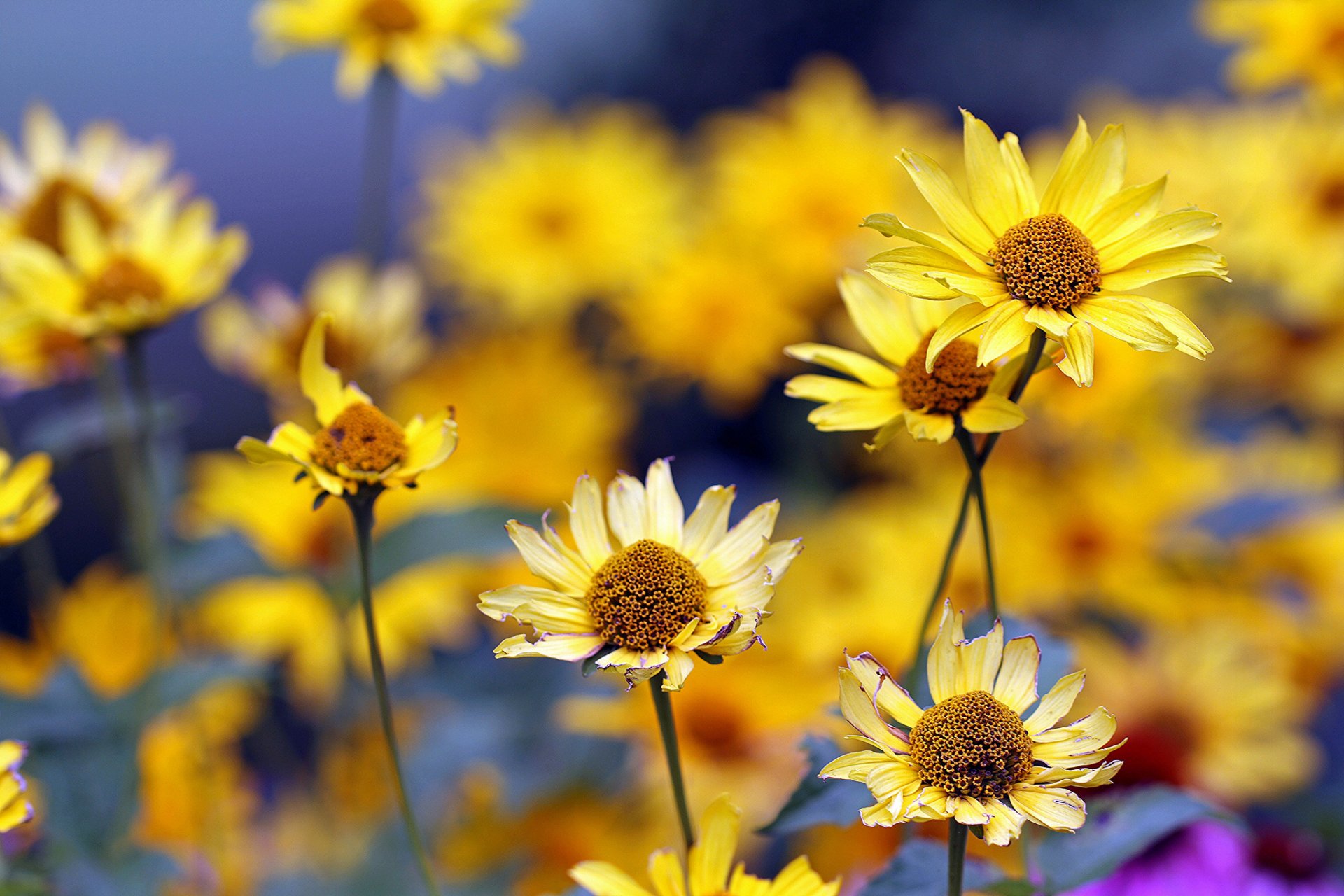 été fleurs jaune flou