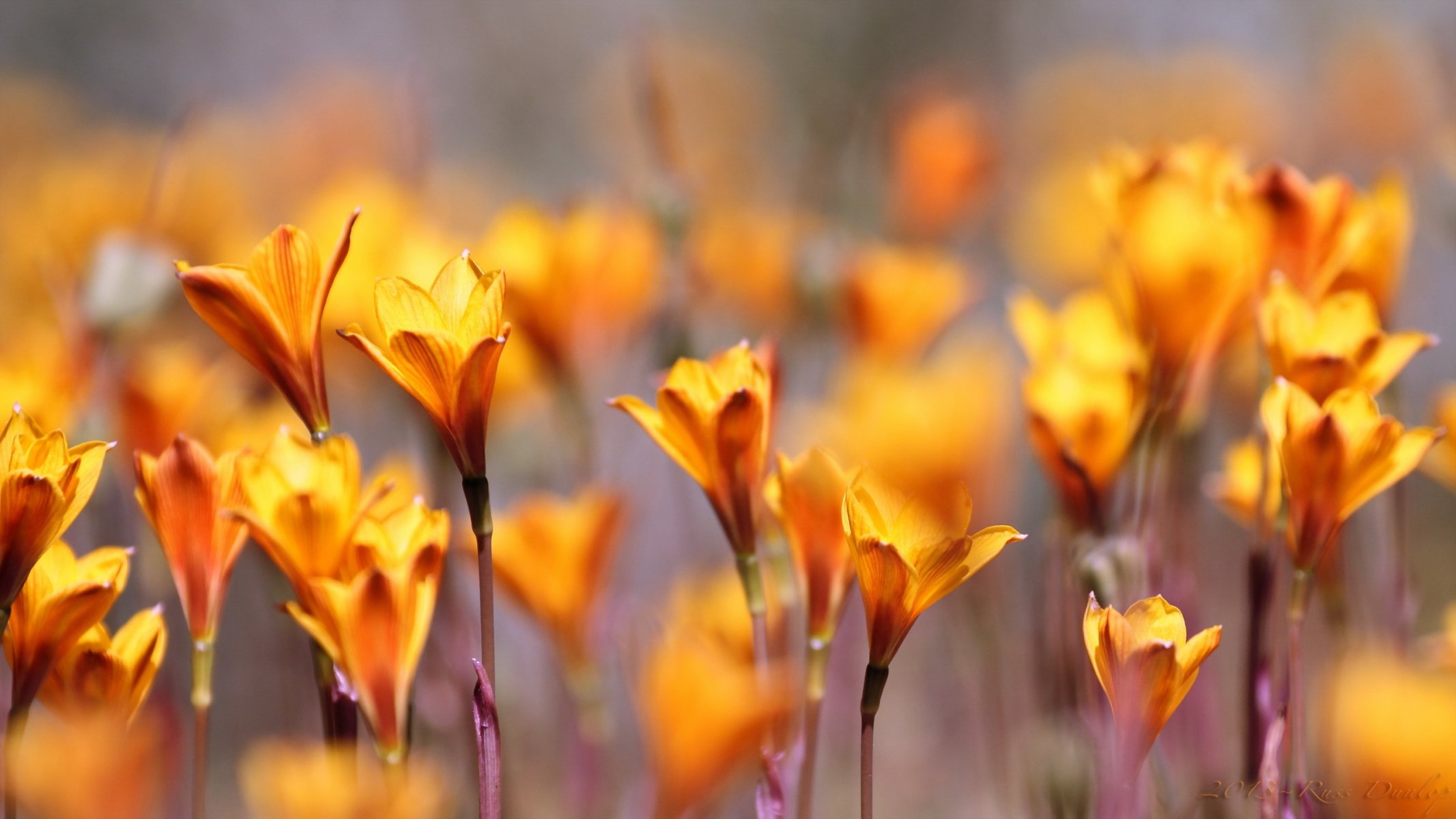 fleurs nature gros plan