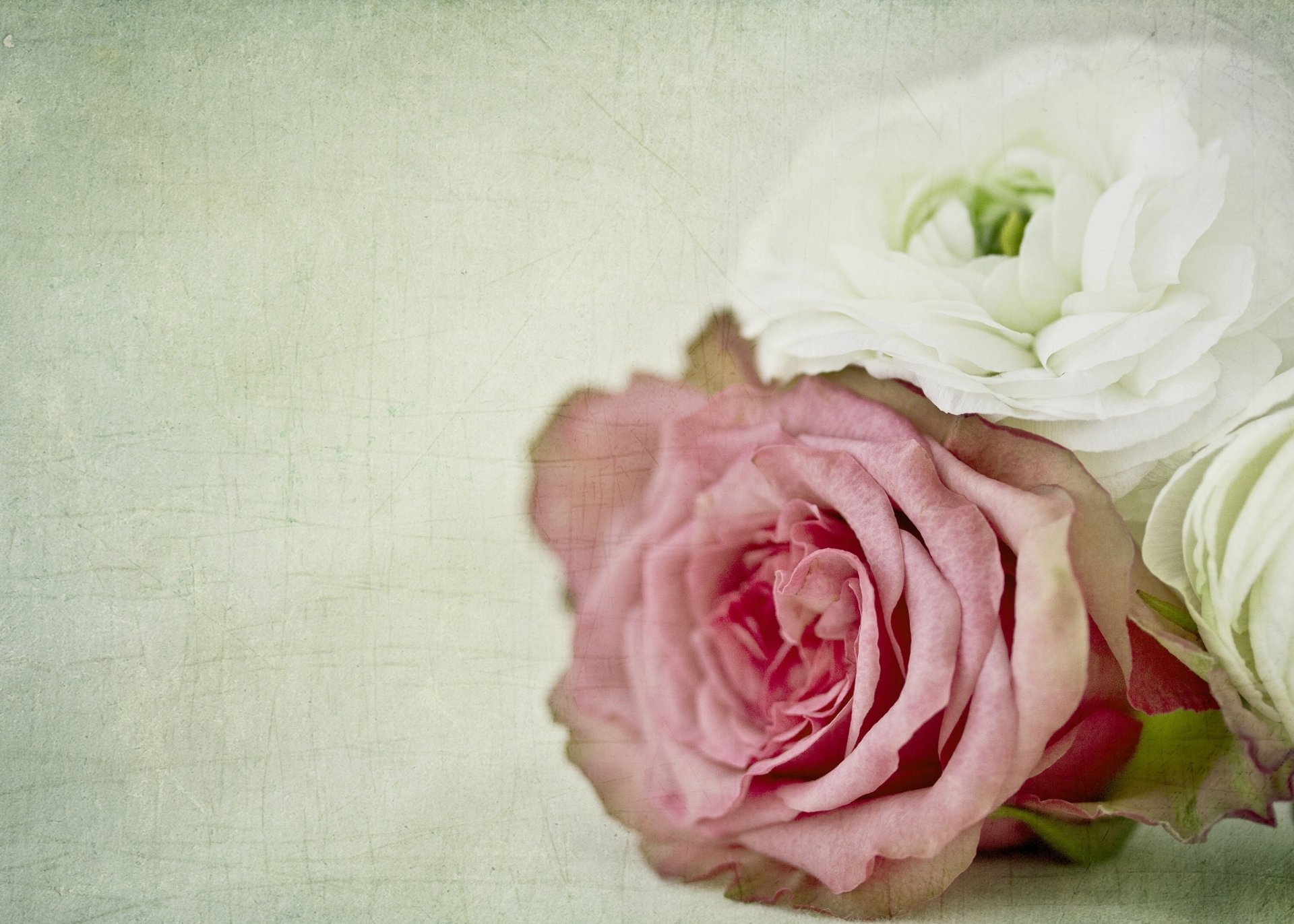 rosa ranunculus brotes macro textura