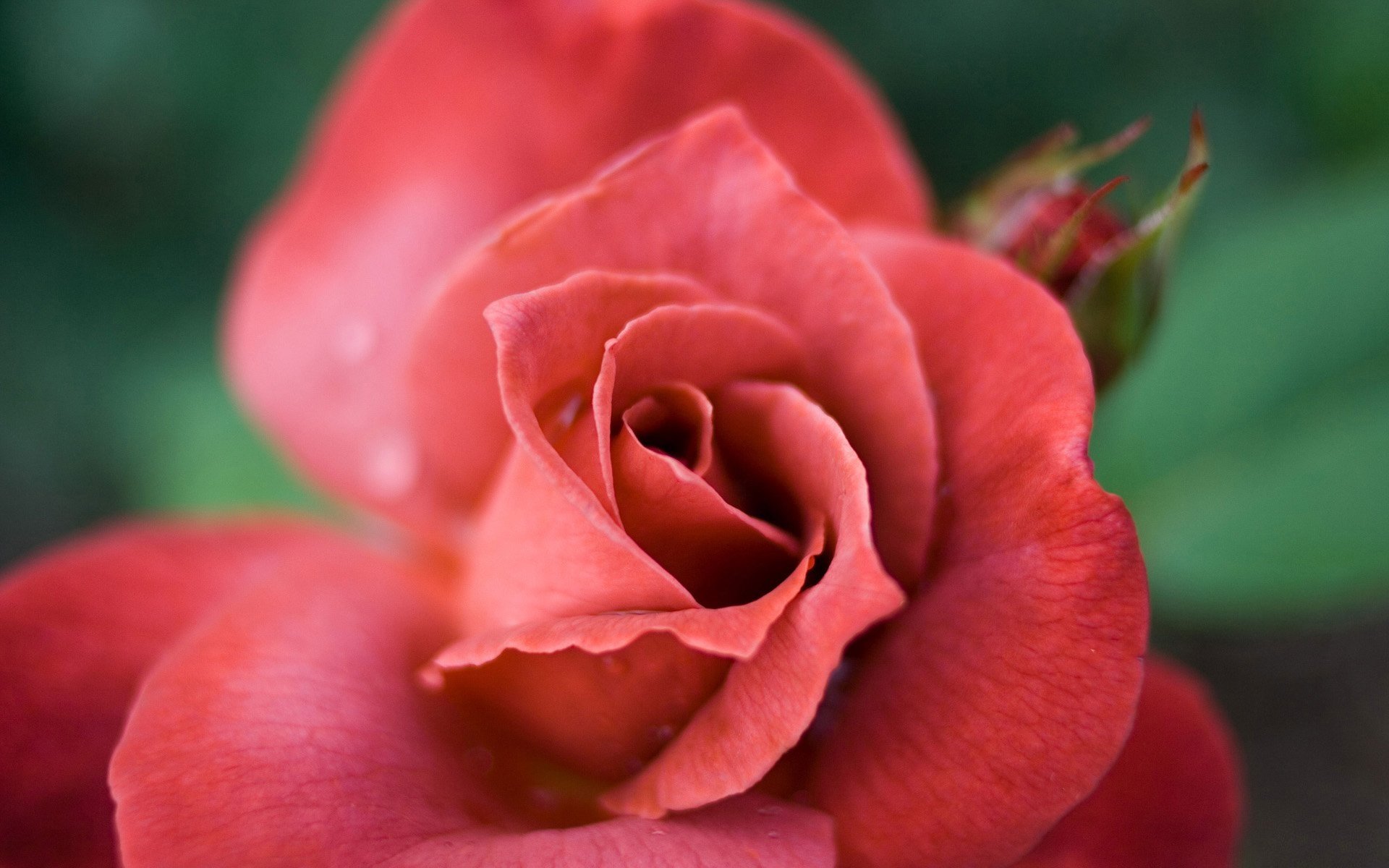 fiore rosso macro rosa