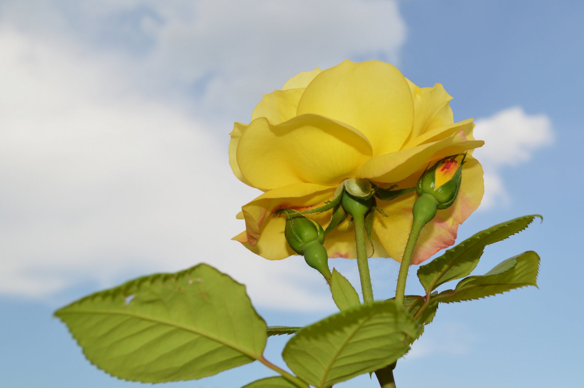 rose bourgeon pétales feuilles ciel gros plan