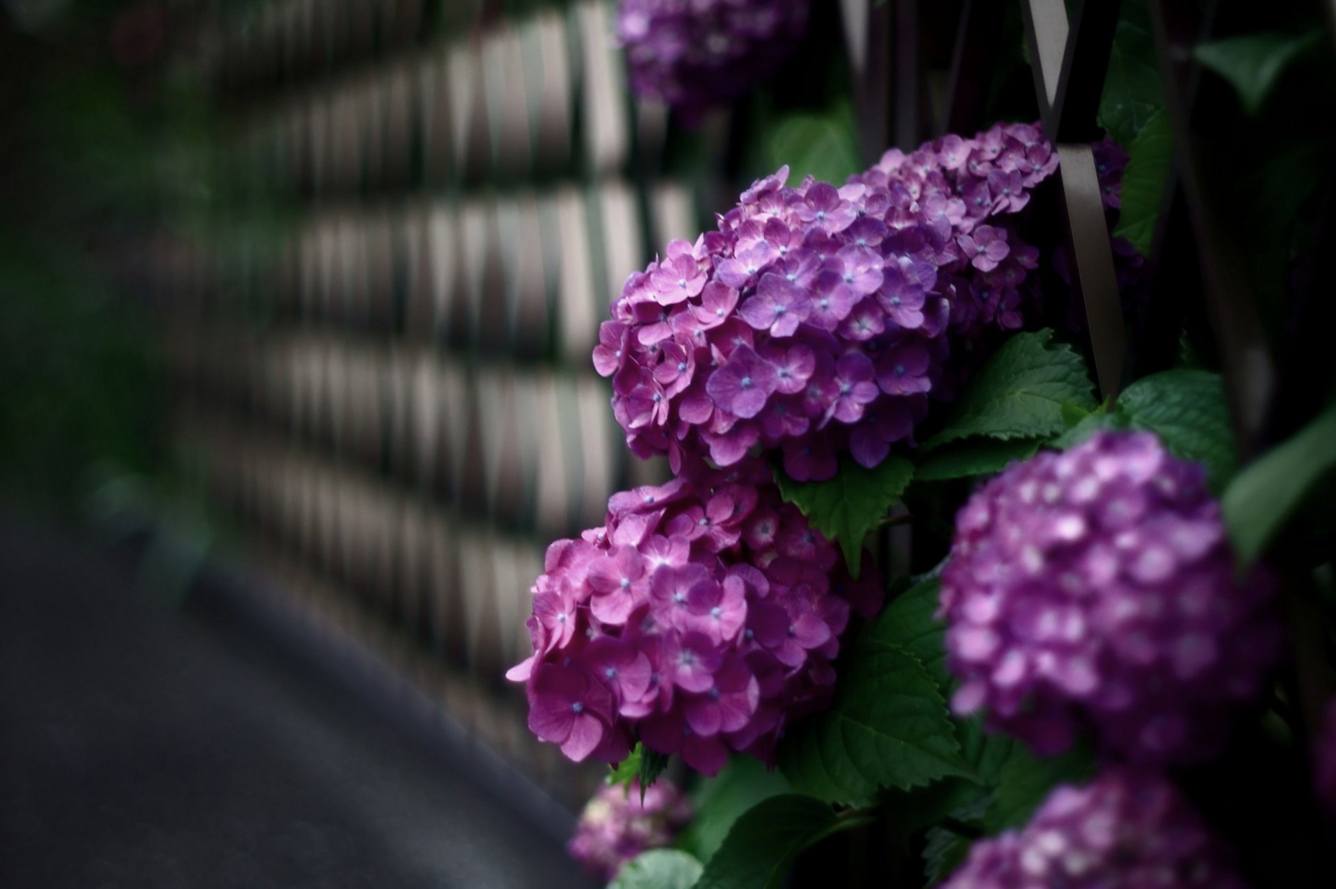 flower petals wall bush