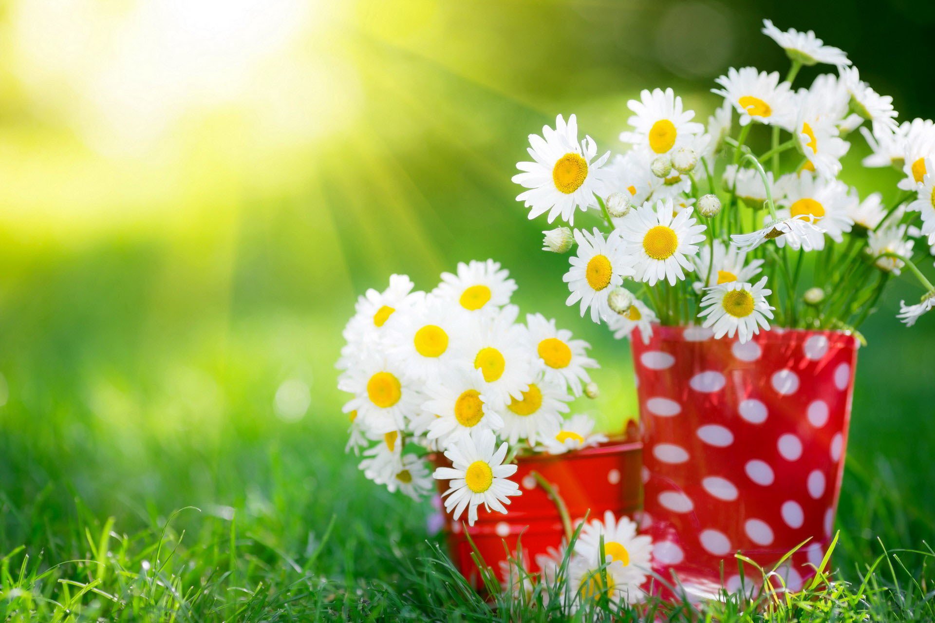 gänseblümchen blumensträuße tassen gras sommer sonnenlicht strahlen