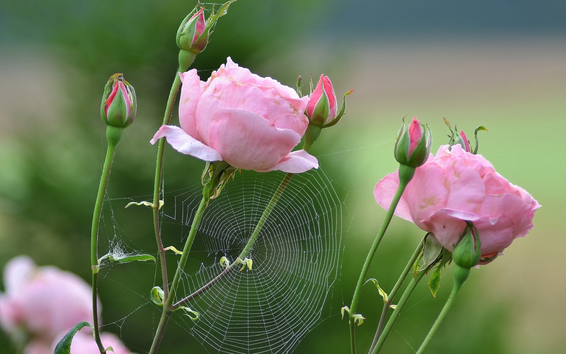 rosen knospen spinnennetz makro