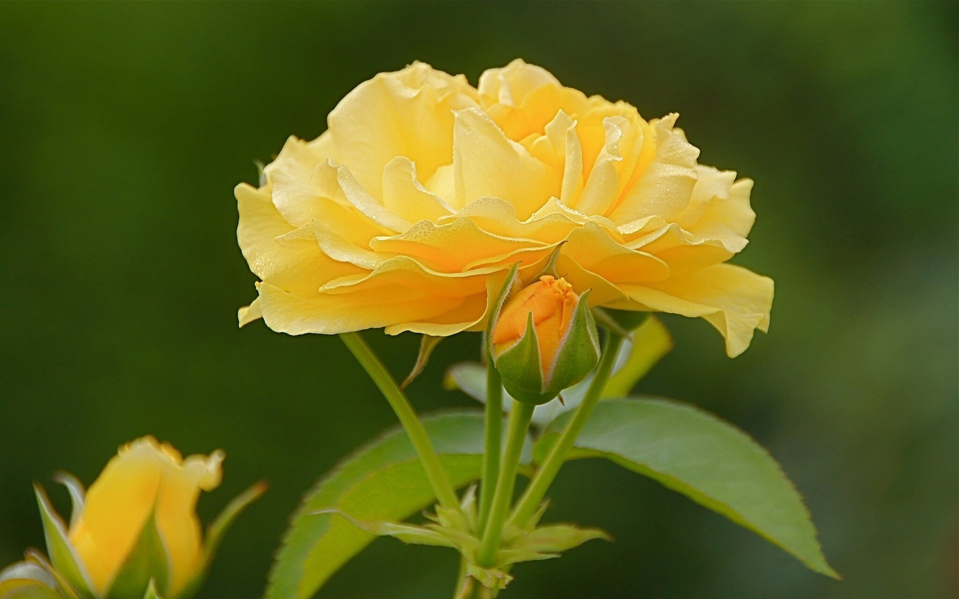 rose buds close up