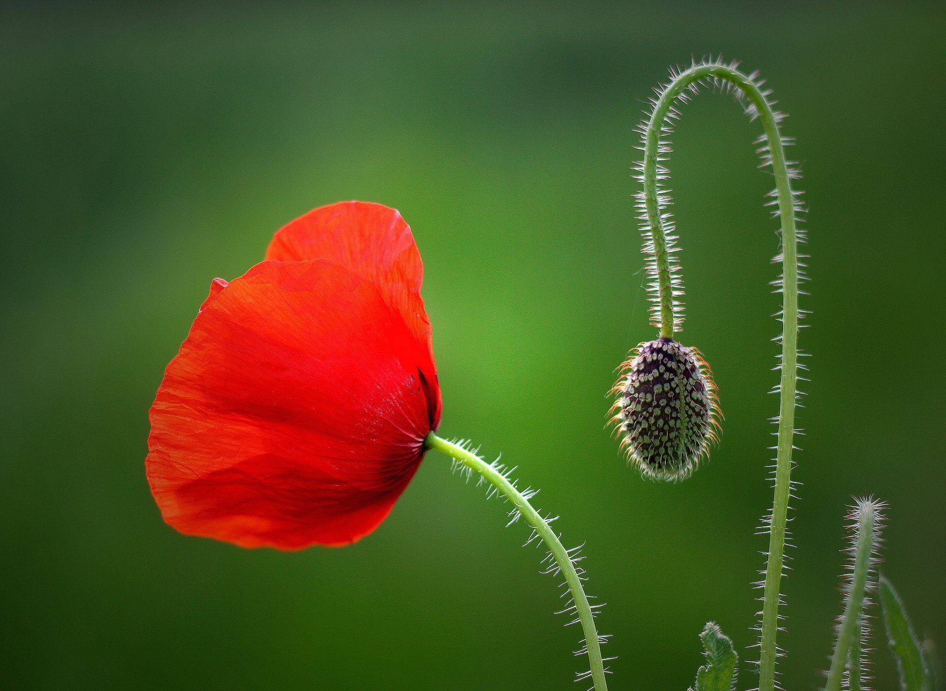 mohn knospe makro