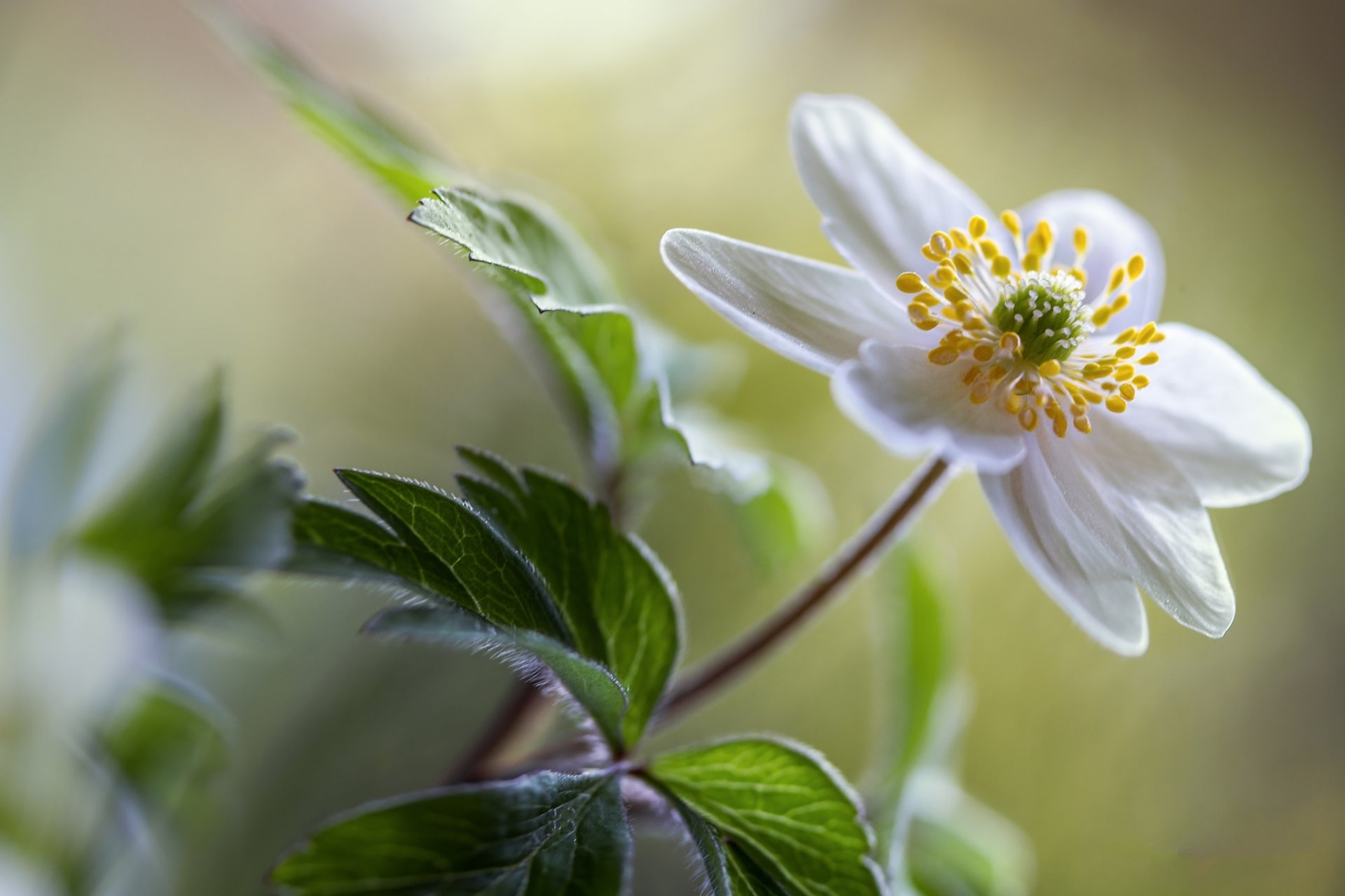 fleur blanc anémone bokeh