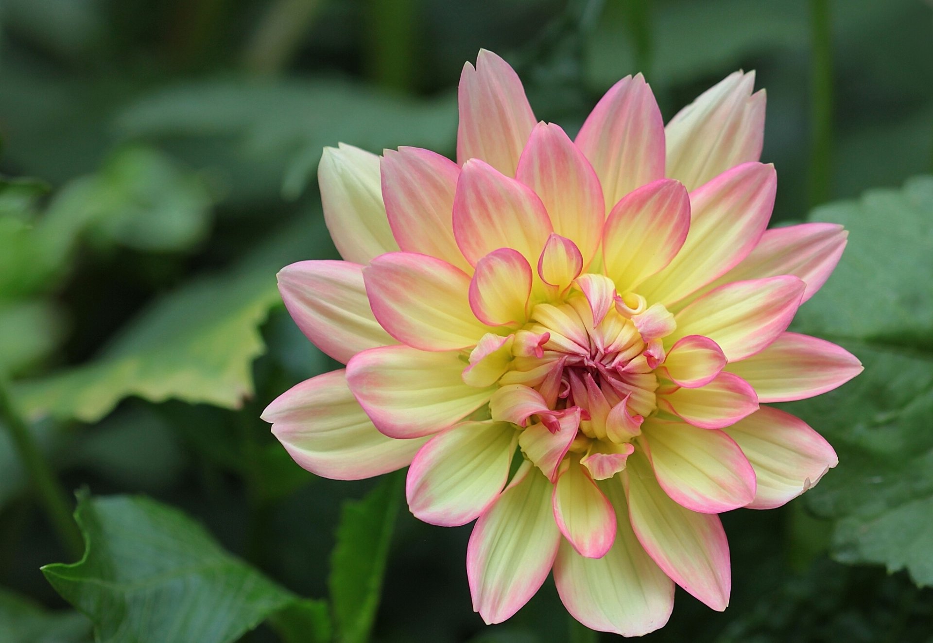 dahlia pétales gros plan