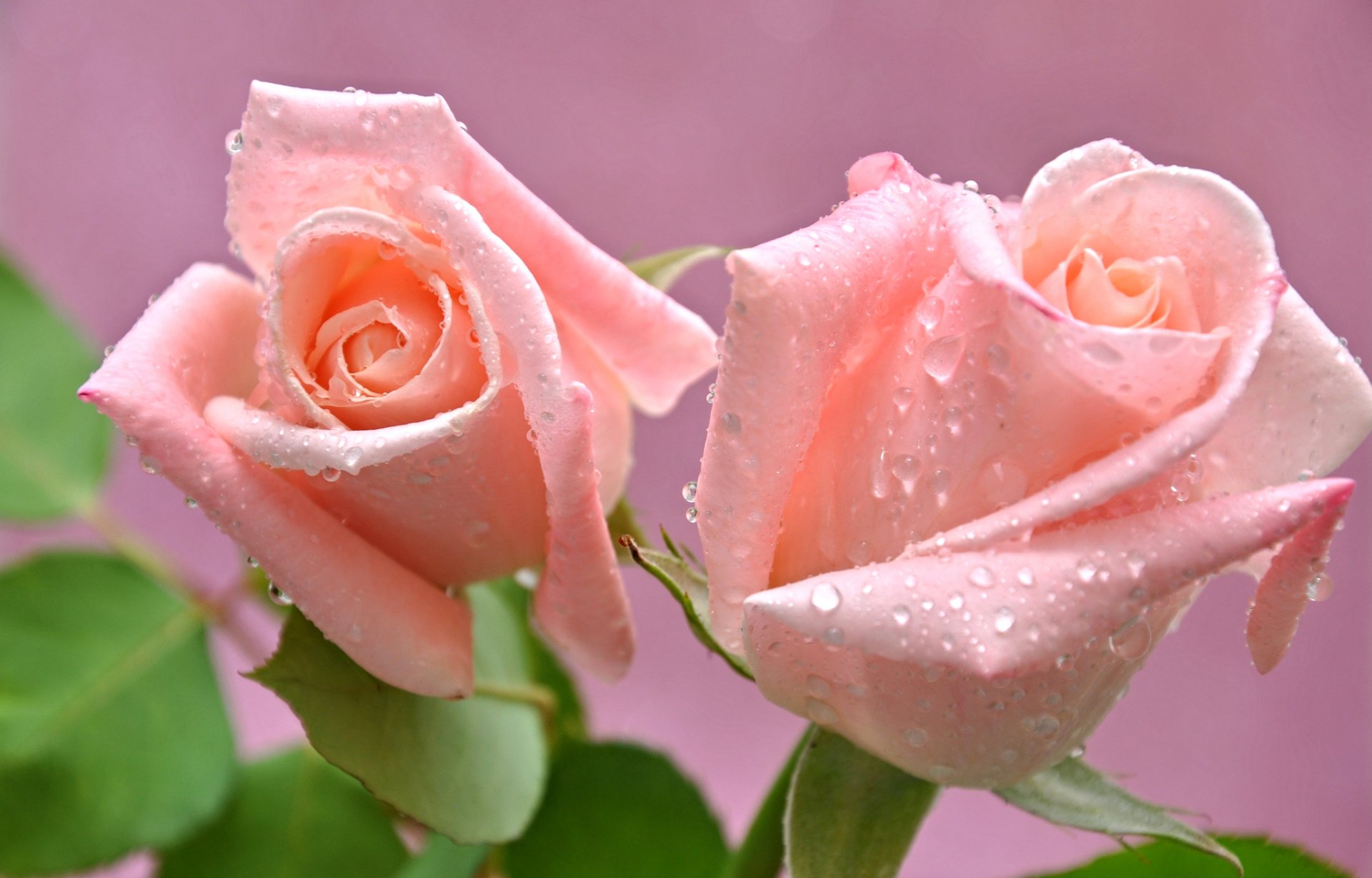 rosas brote pétalos gotas rocío agua macro