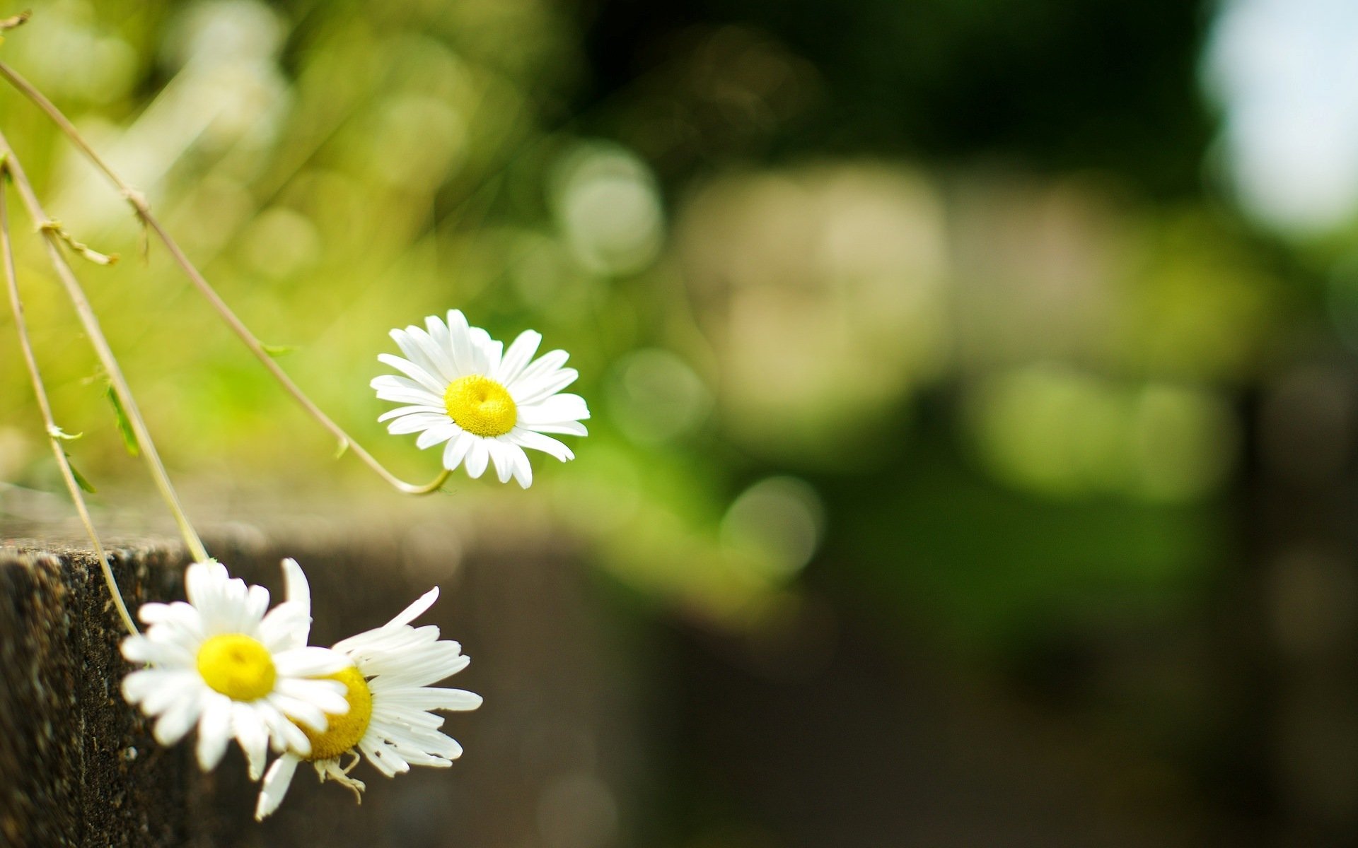 fleurs fleurs marguerites camomille verdure herbe flou fleur fond papier peint écran large plein écran écran large