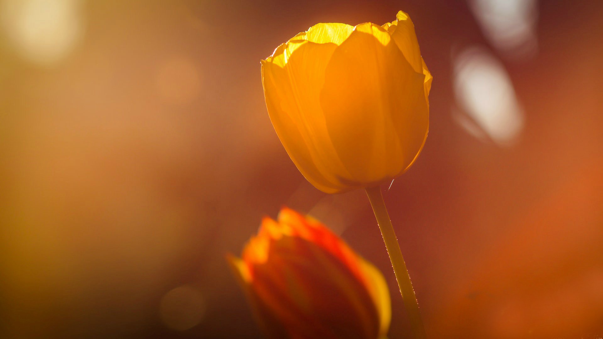 flores flor flor tulipán desenfoque día campo verano tulipanes