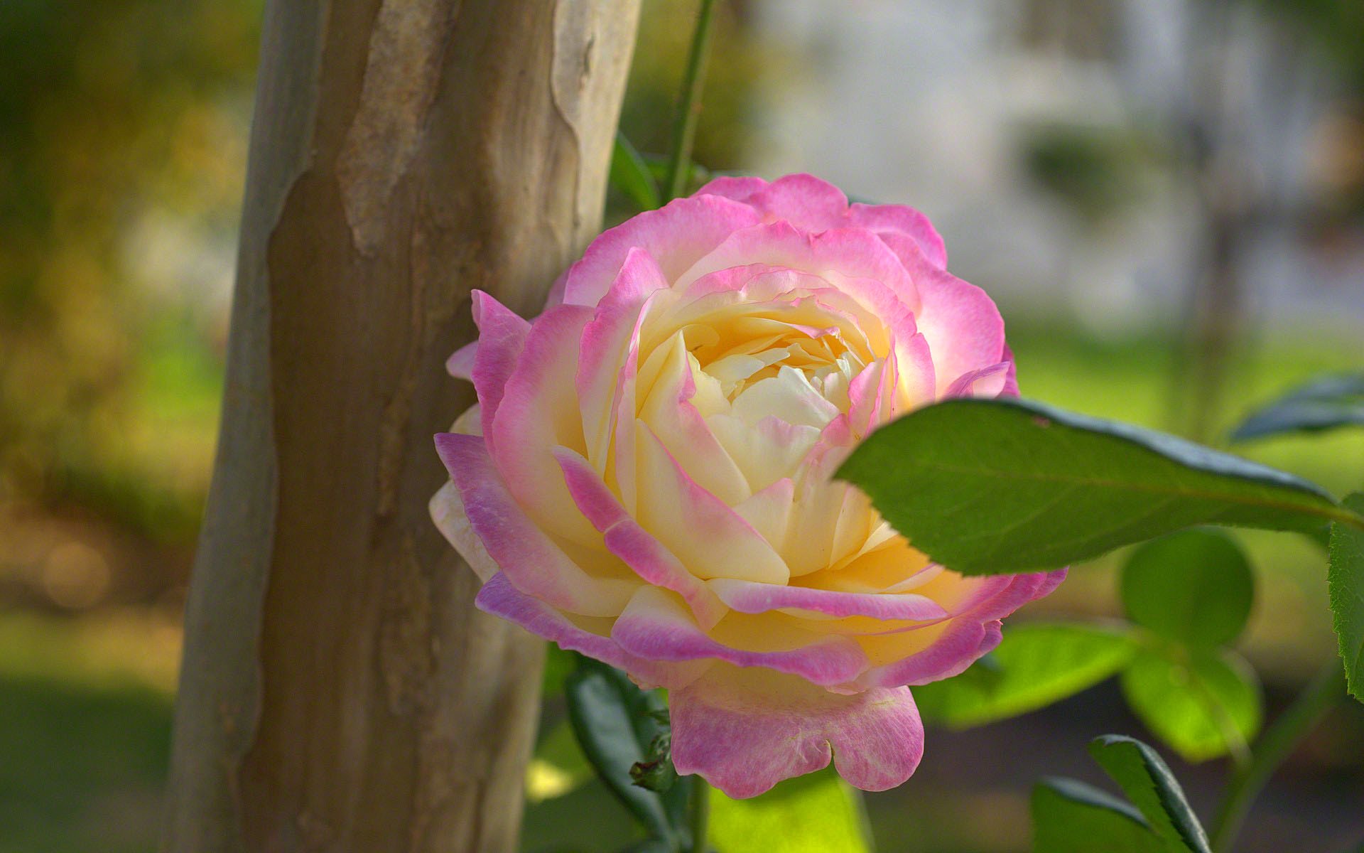 rosa petali bocciolo foglia natura