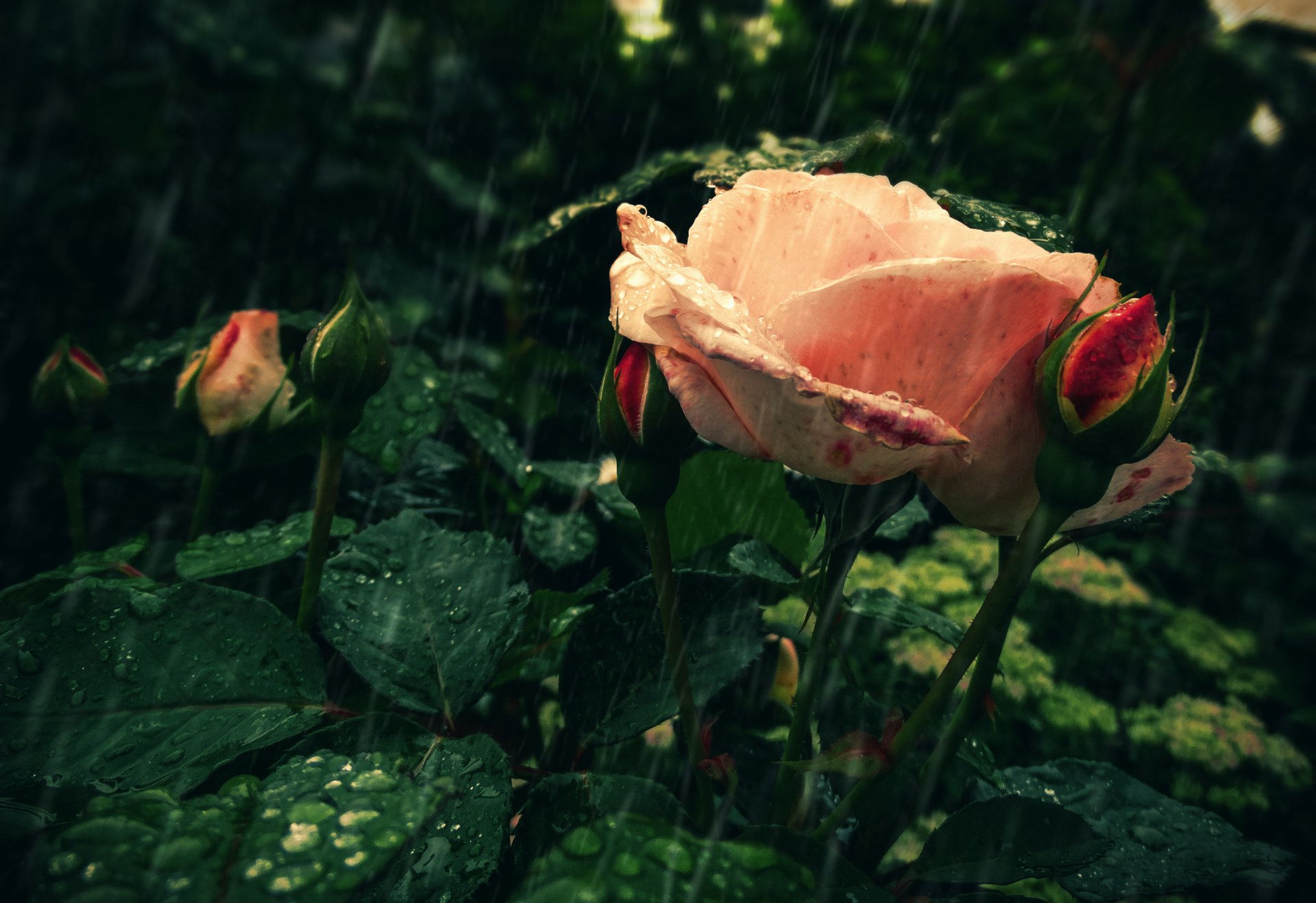 rosa flor lluvia gotas