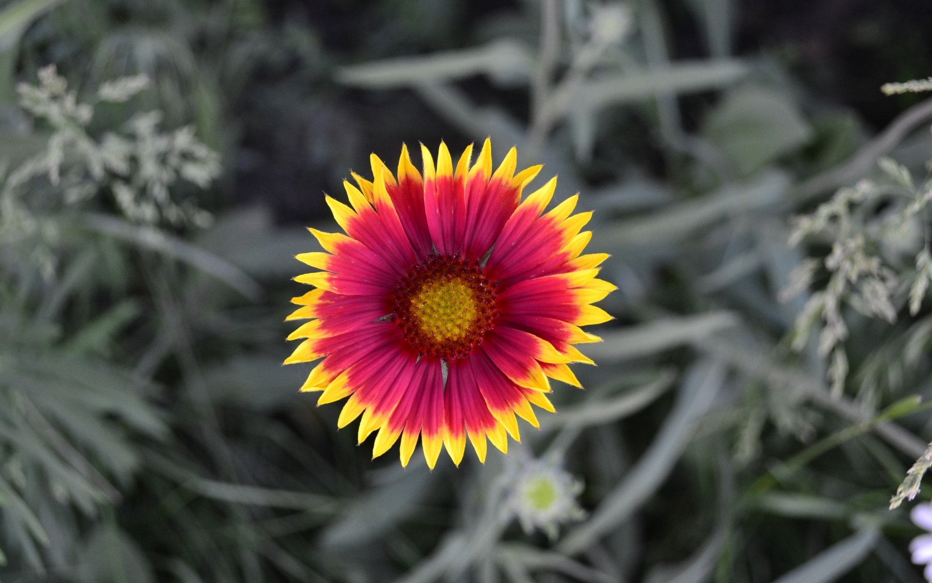 fiore petali natura