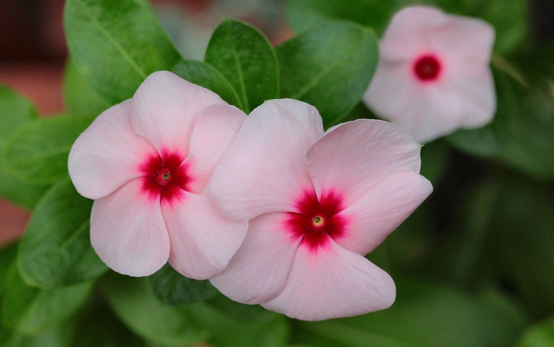 cataranthus rose gros plan