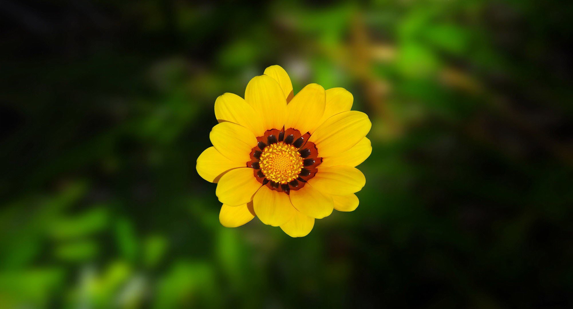 fleur pétales verdure flou