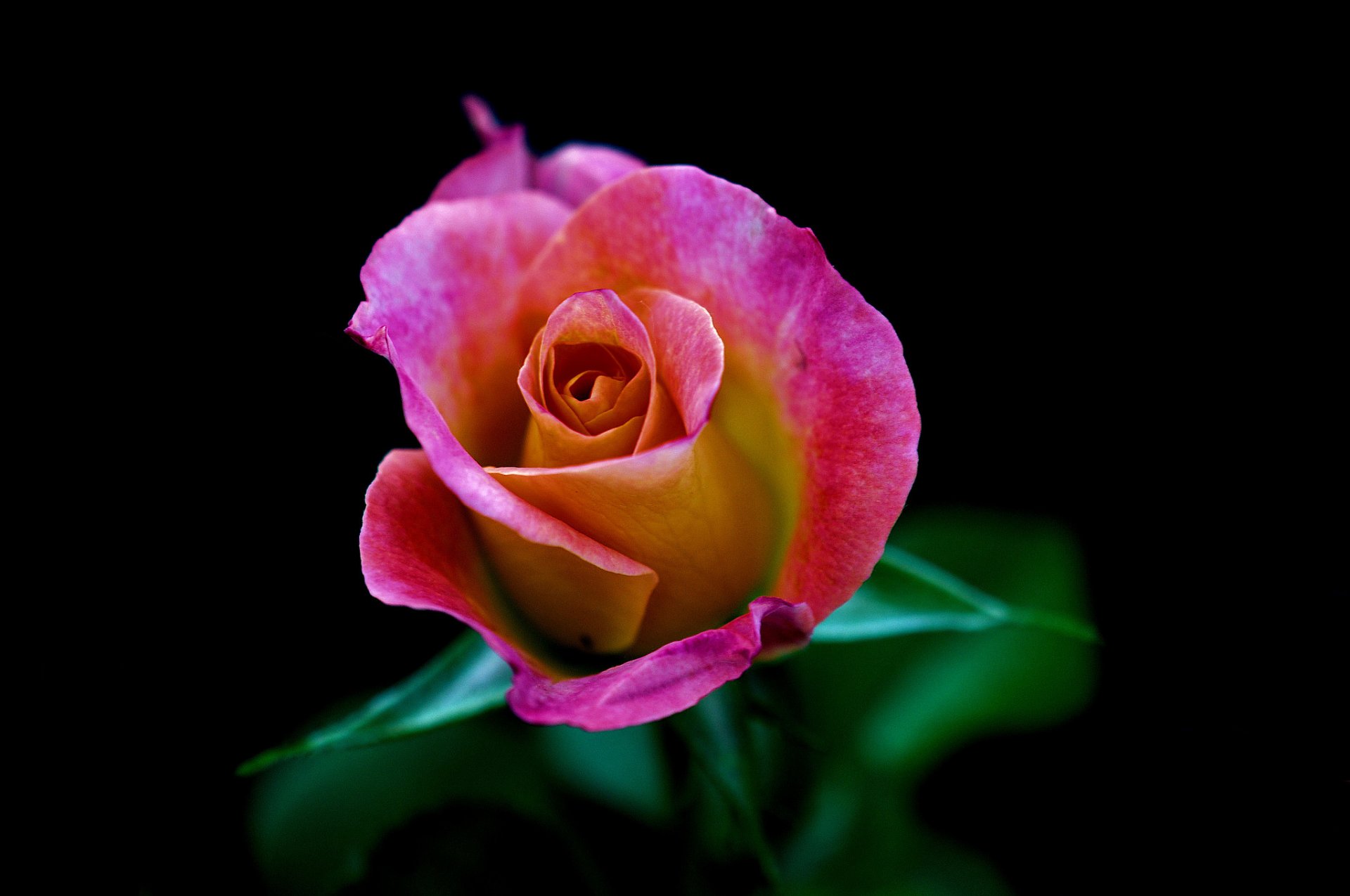 rose bourgeon pétales feuilles macro fond