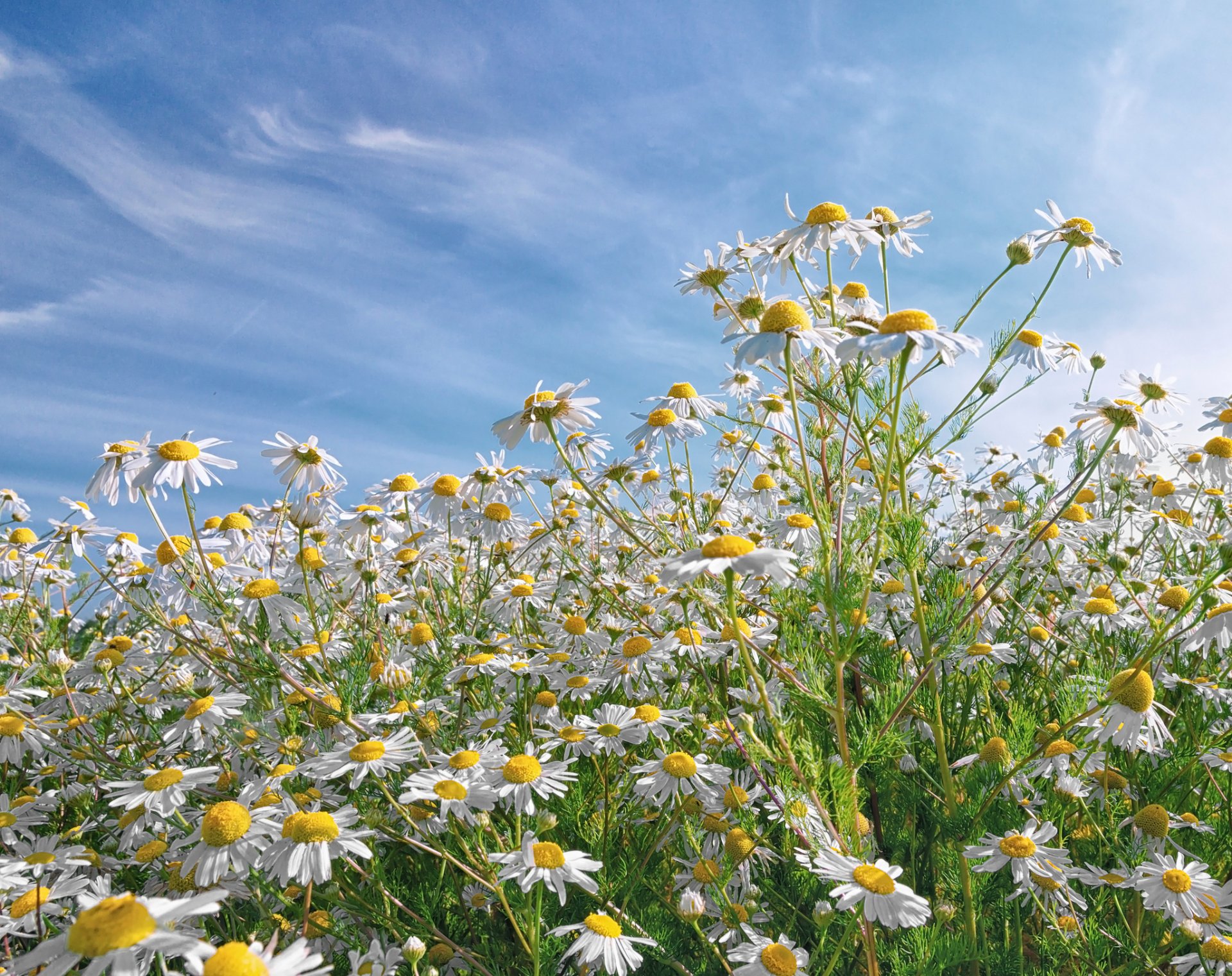 daisy meadow the field petals sky clouds nature