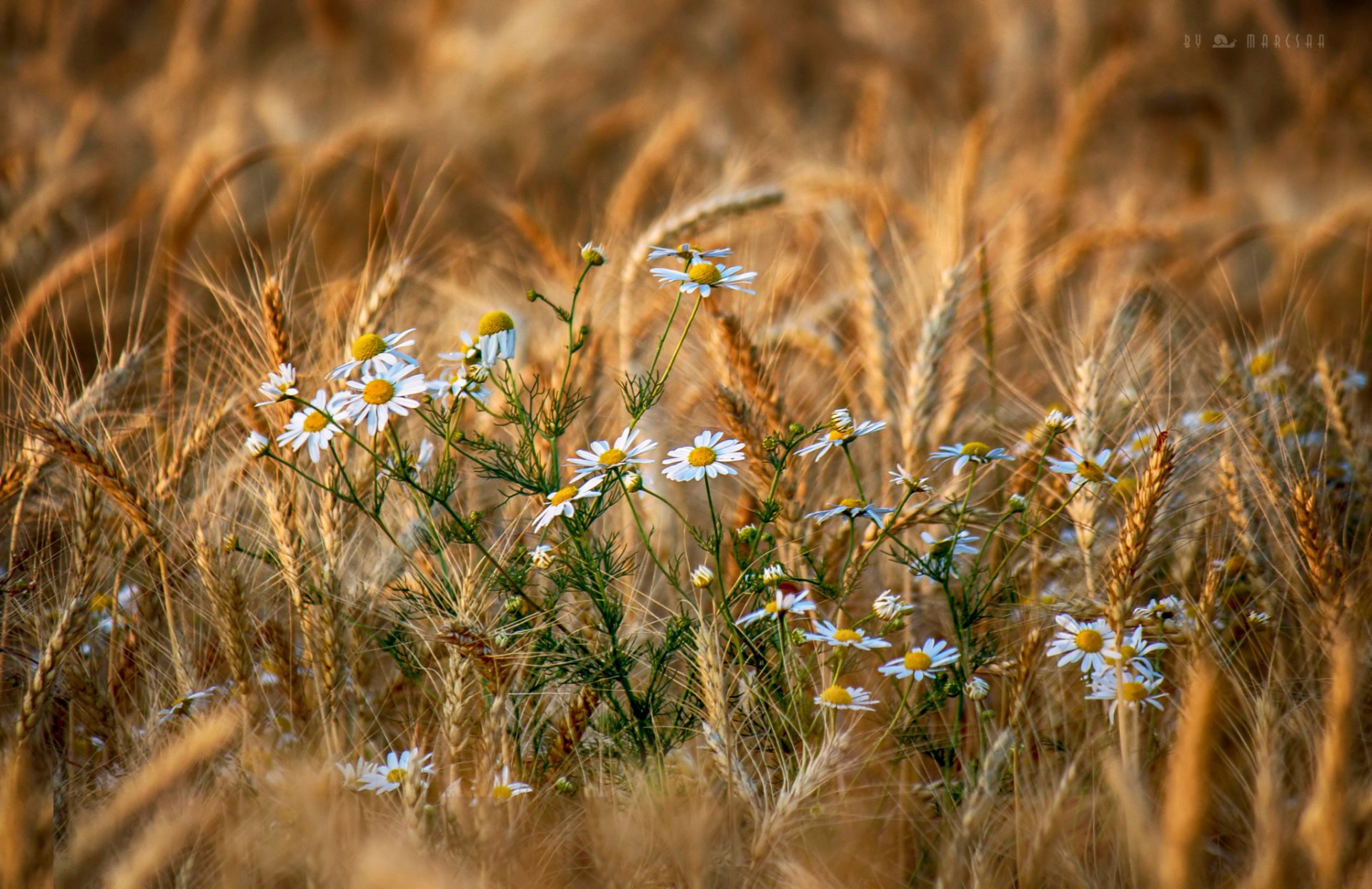 verano campo espiguillas flores margaritas