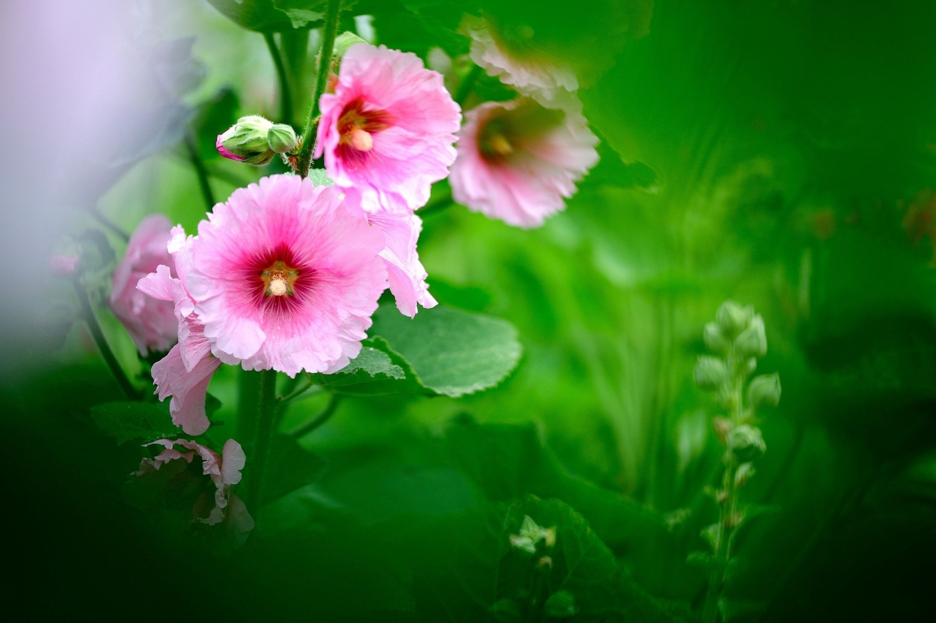 verde hojas flores rosa malva desenfoque