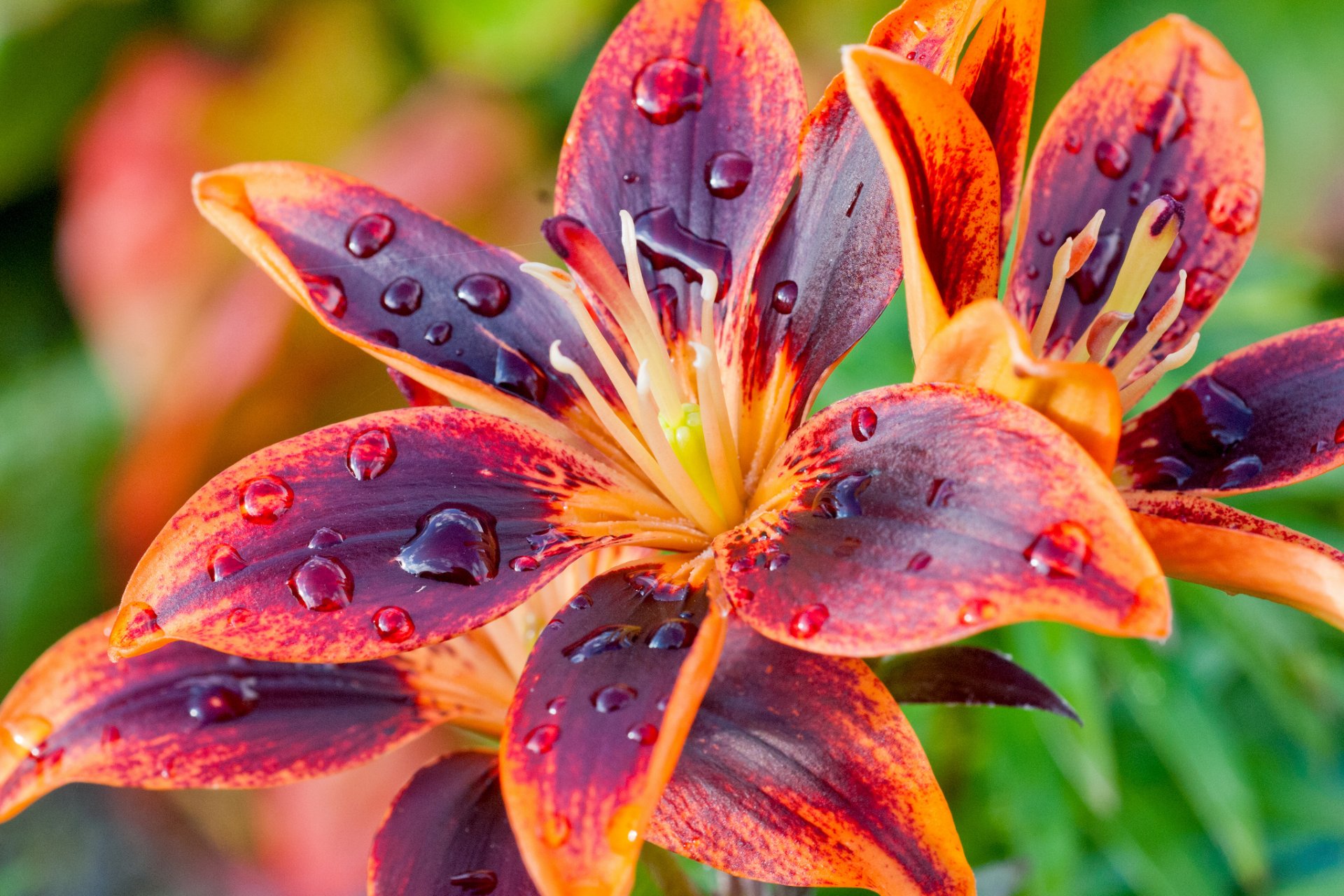 lilies petals close up drop