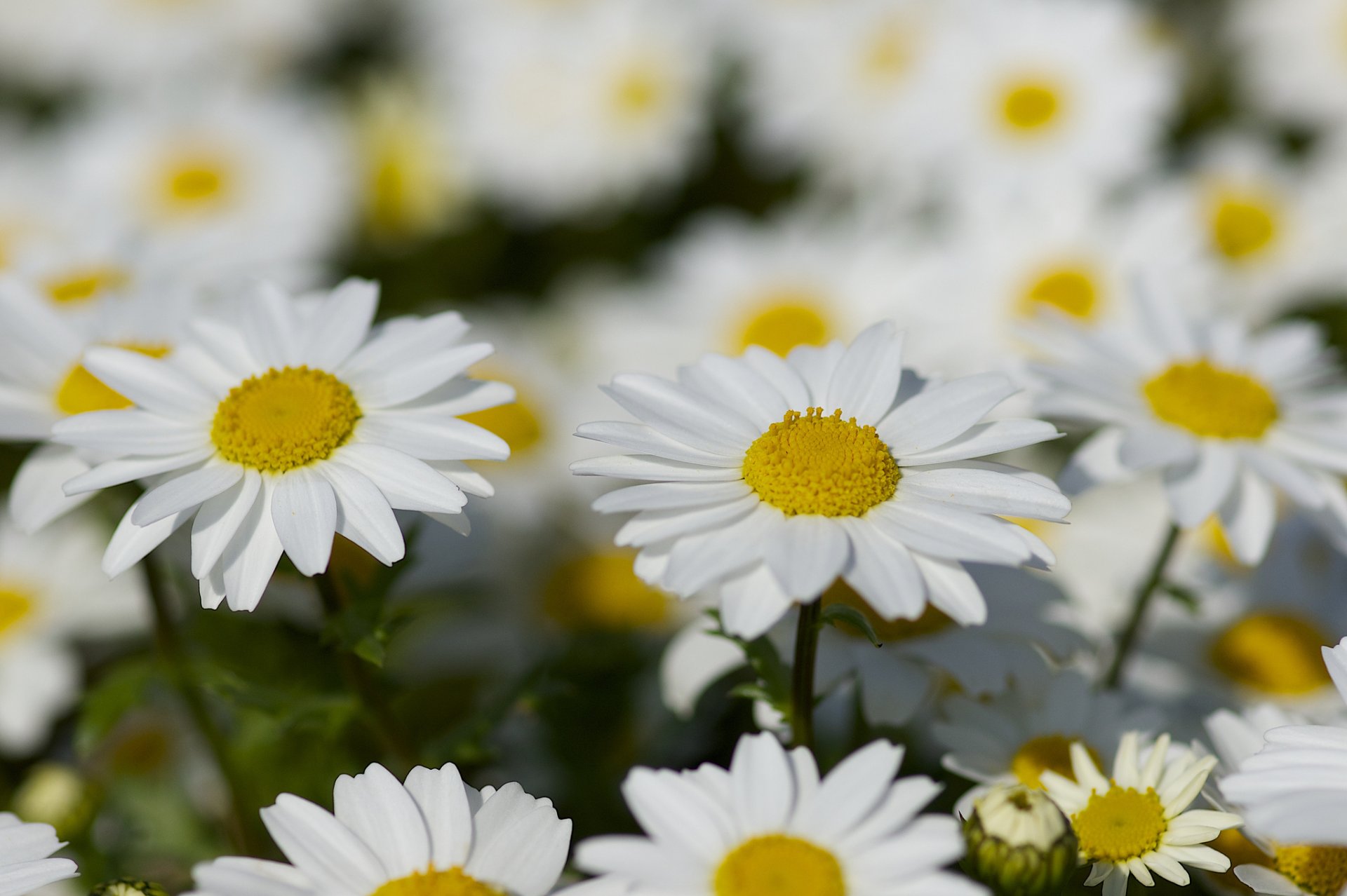 chamomile suns summer