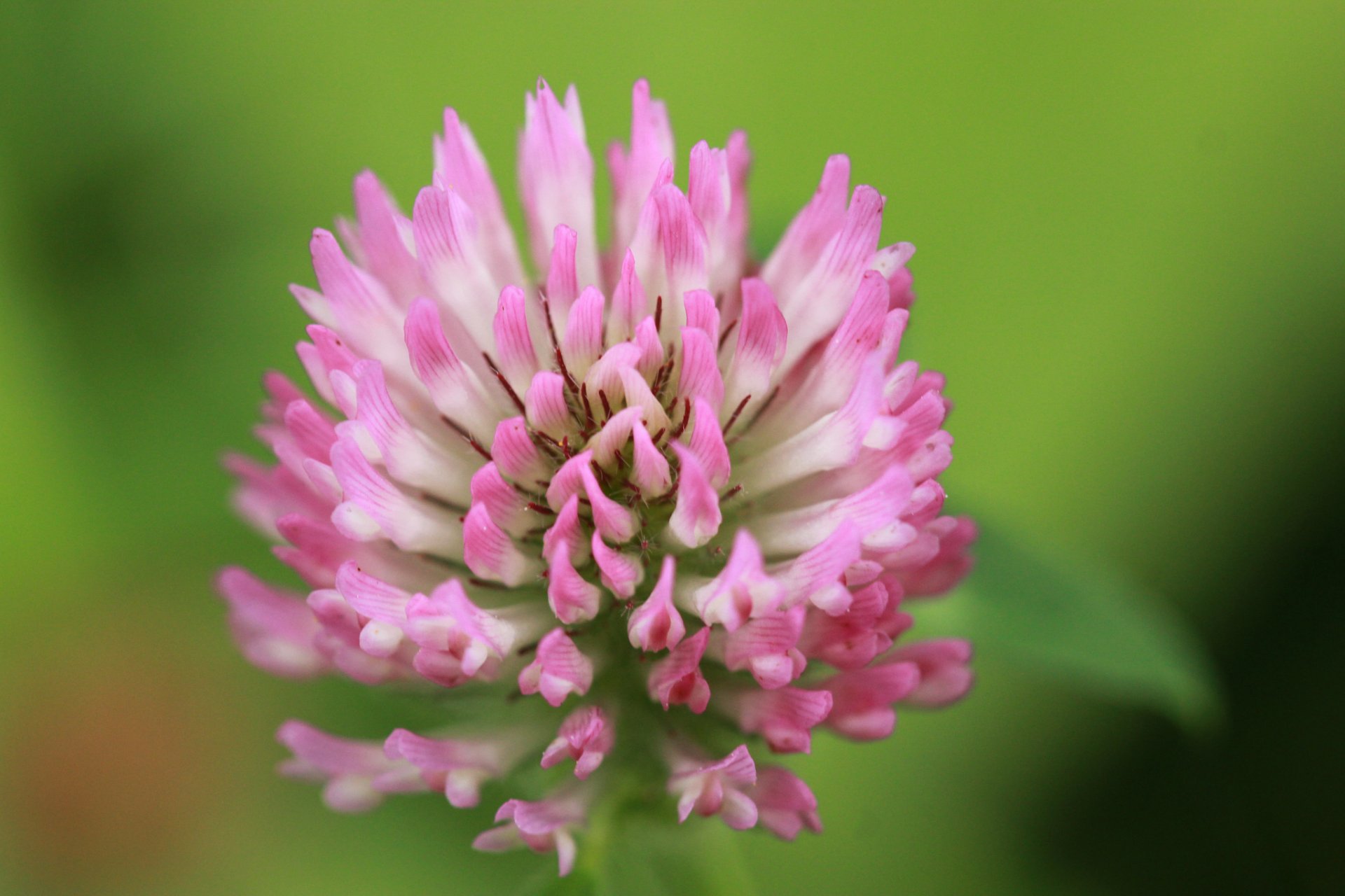 flower pink clover close up