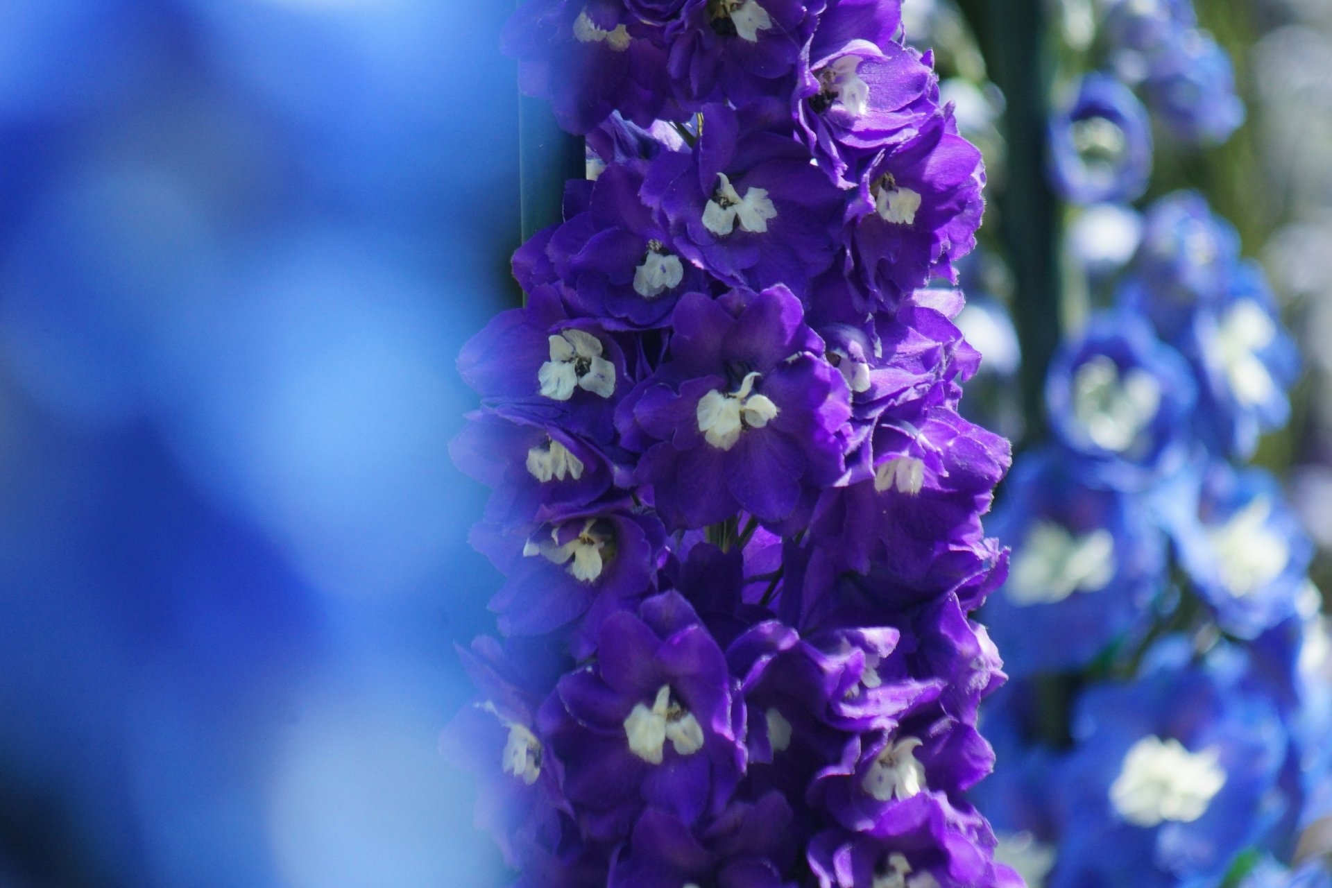 delphinium fiori fuoco lilla blu