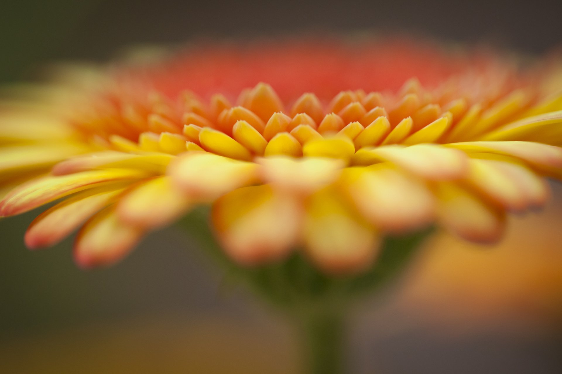 gerbera pomarańczowa fokus kwiat