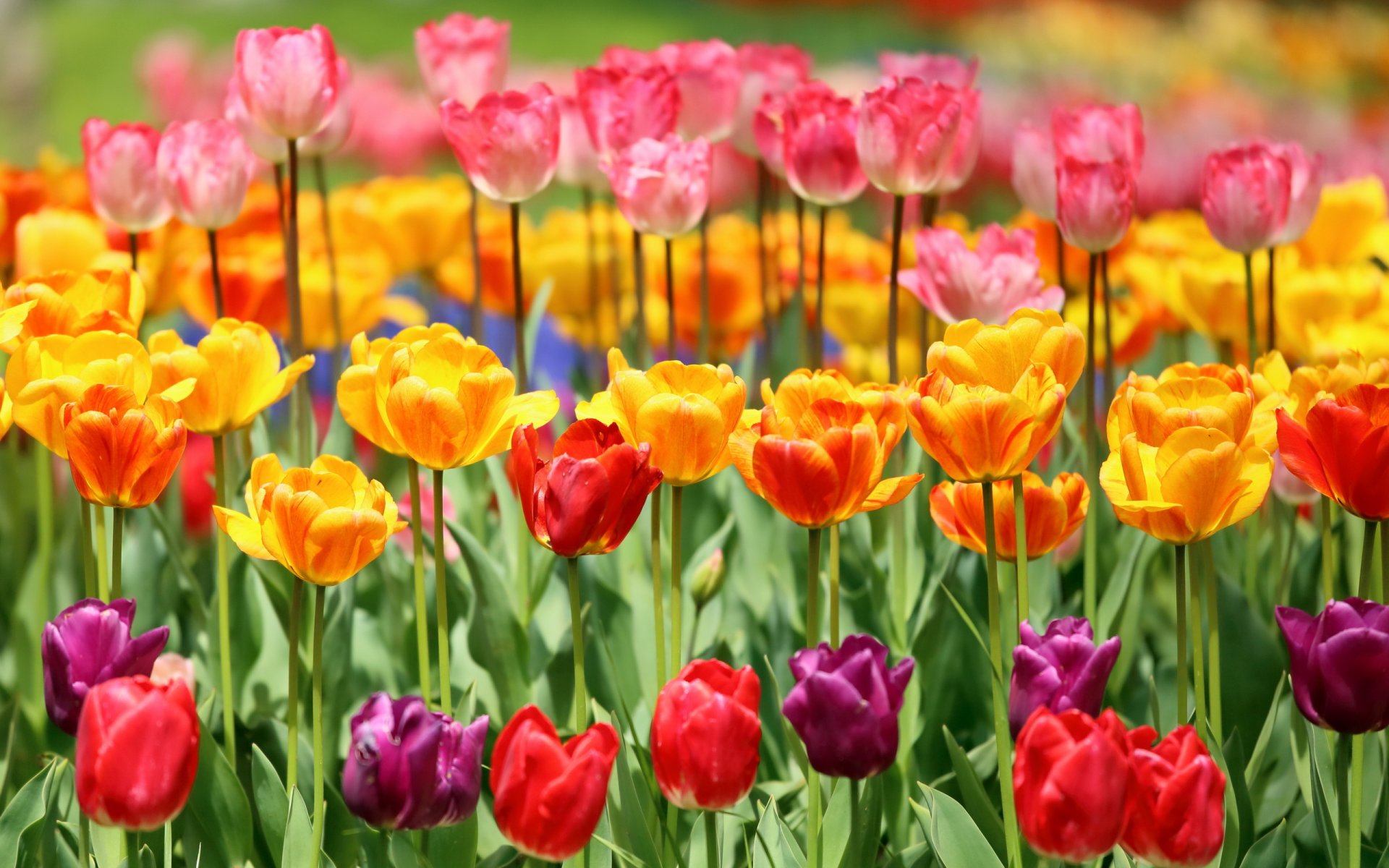 fleurs tulipes nature