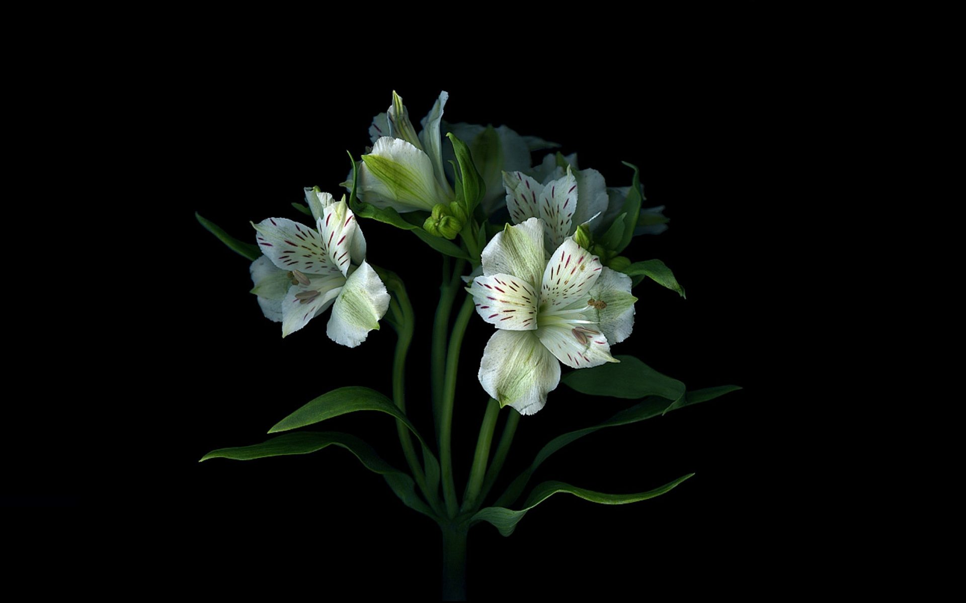 petali luce bouquet ombra carta da parati