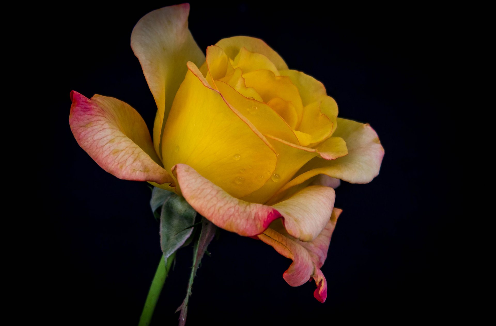 rosa pétalos brote gotas rocío agua macro