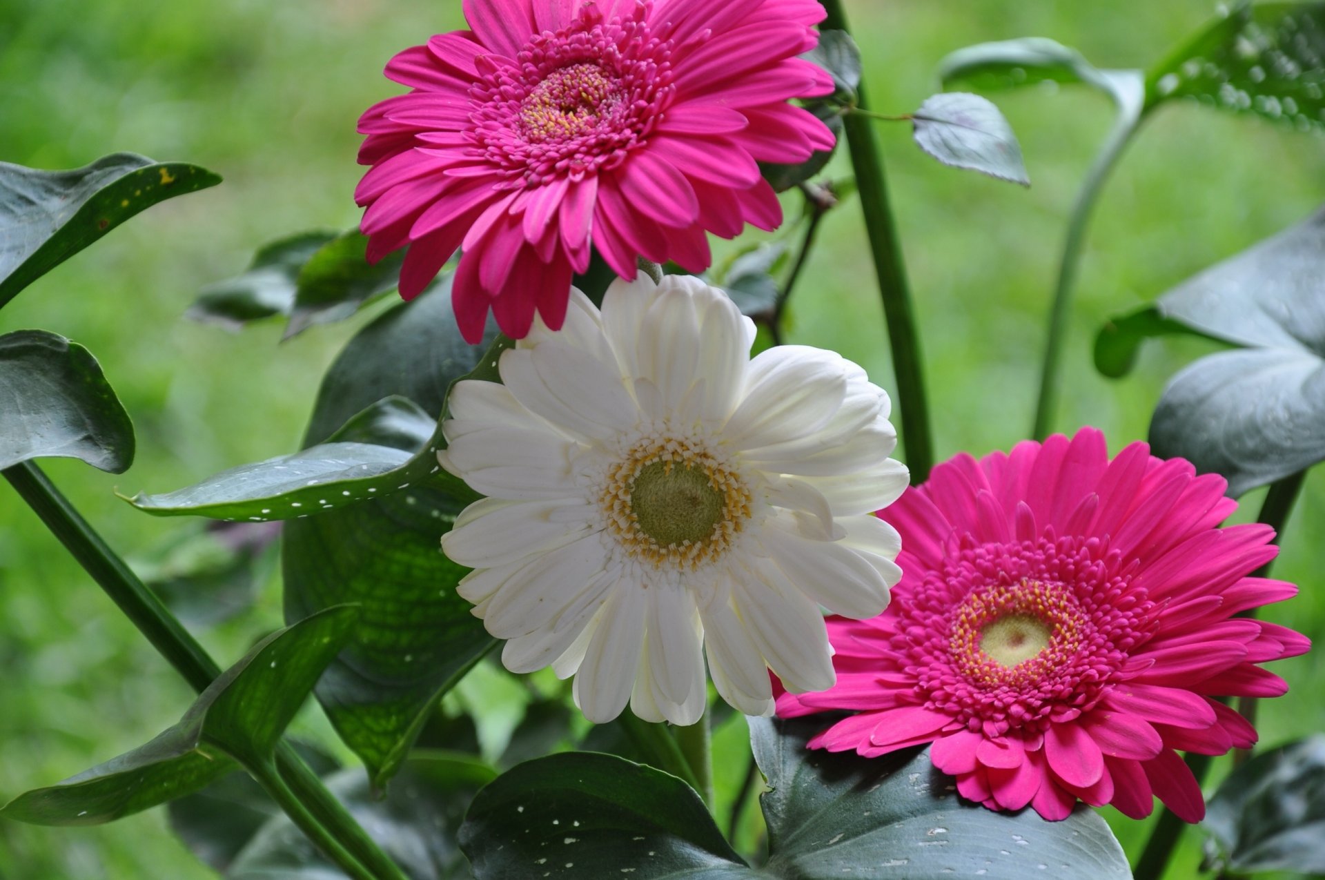 gerberas feuilles gros plan