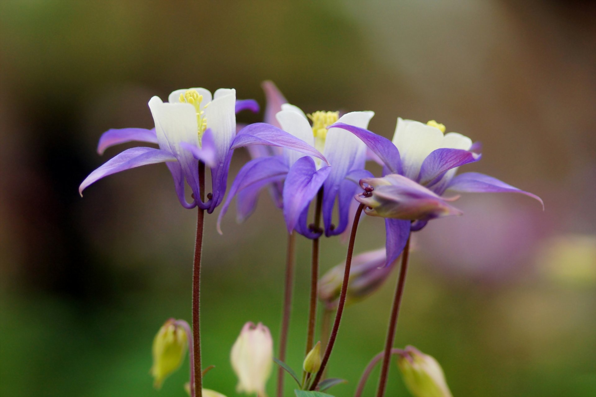 aquilegia fleur lilas mise au point