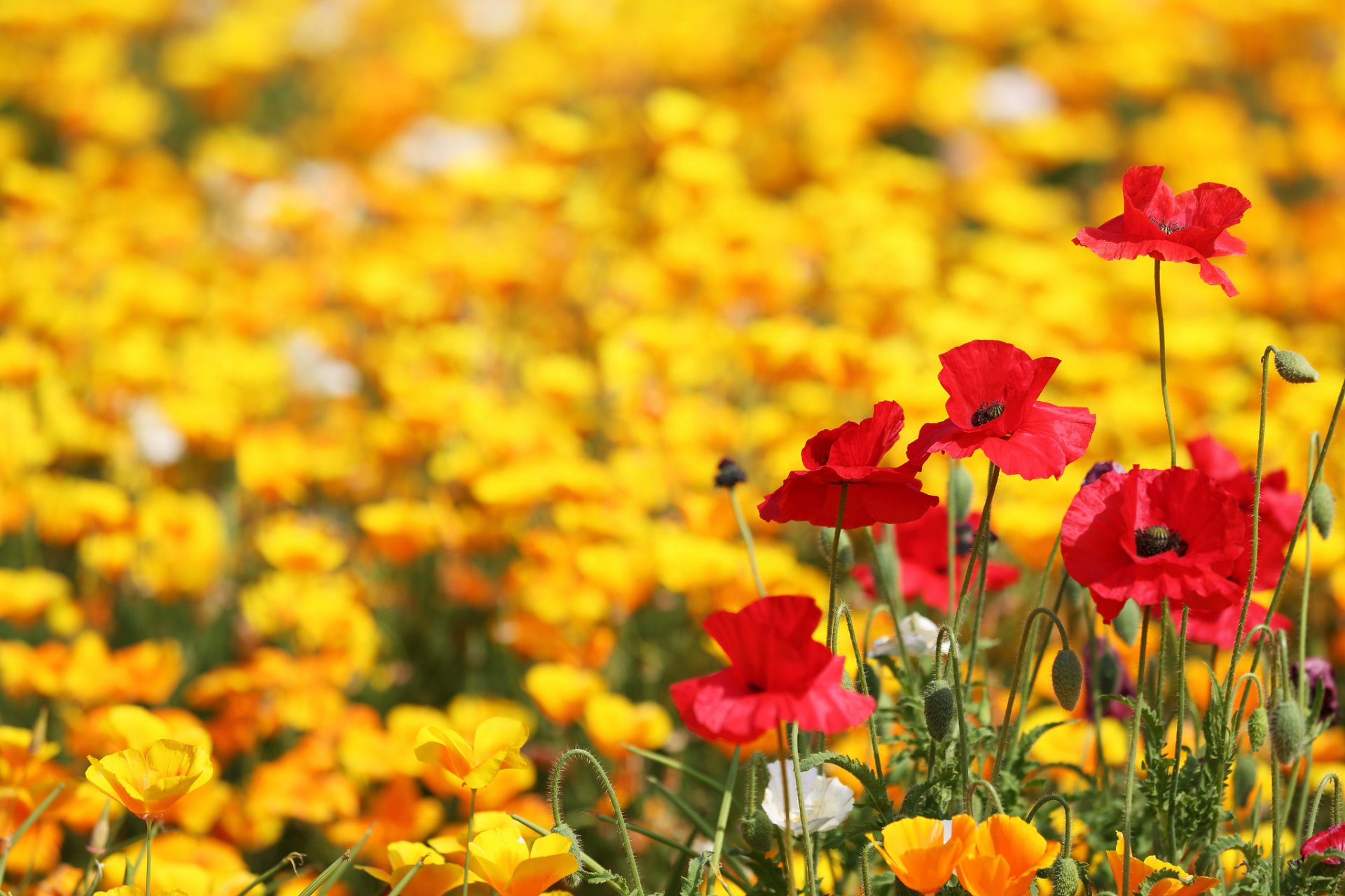 campo amapolas amarillo rojo