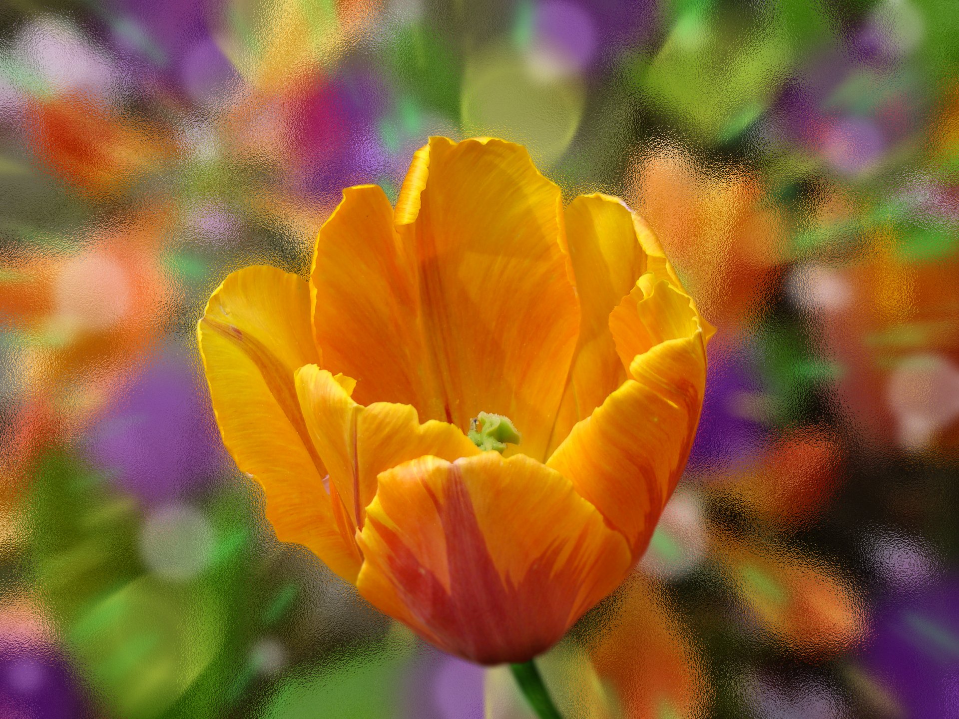 tulipano fiore petali macro vetro colore vernice arancione