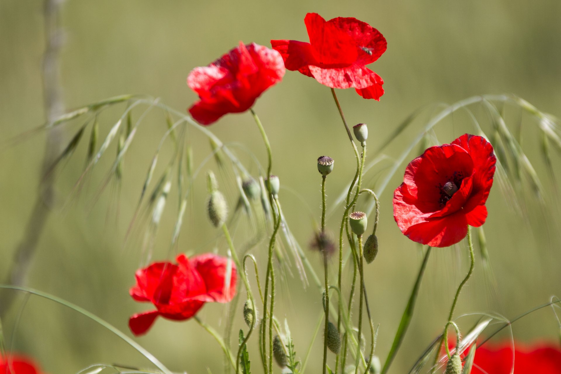 poppies petals the field meadow